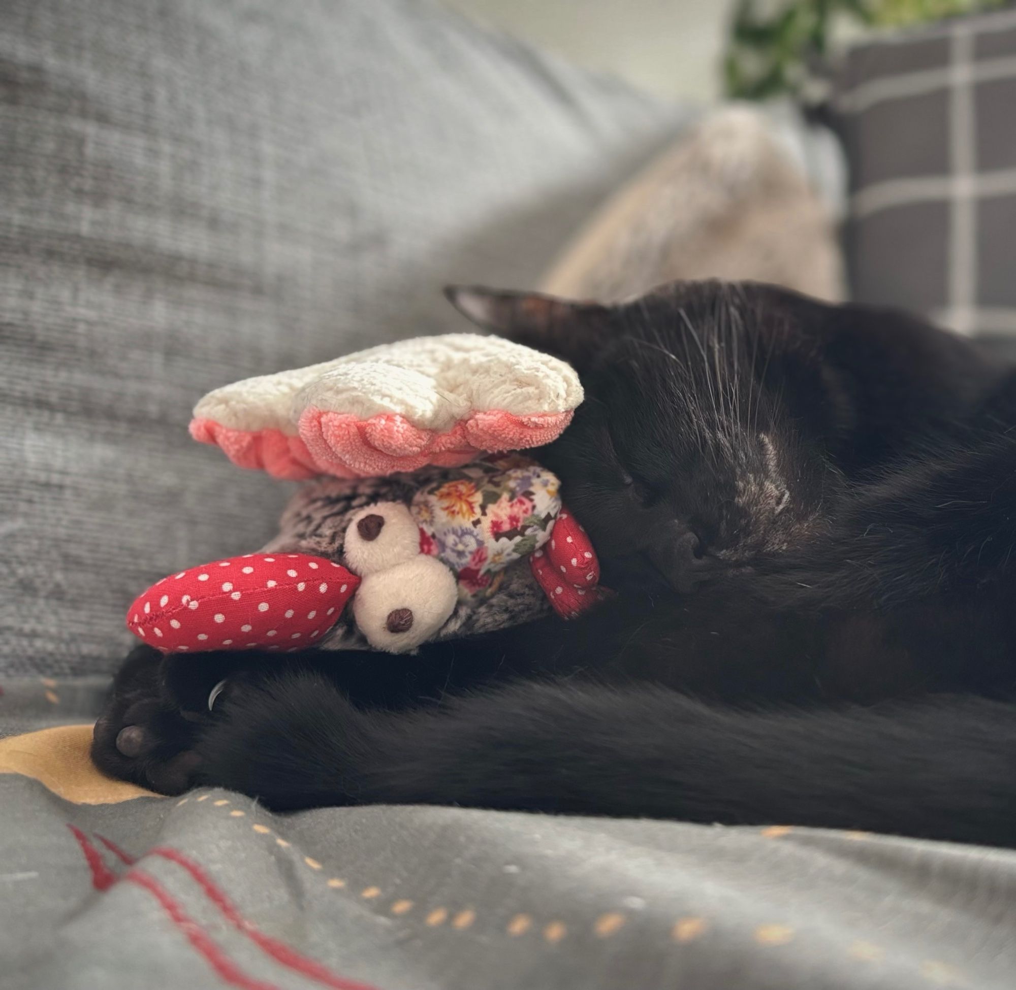 Motiv:  
Eine schlafende schwarze Katze, die ihren Kopf auf einem kleinen Stoffhuhn abgelegt hat.

Bildformat:  
Querformat, Nahaufnahme mit Fokus auf den Kopf der Katze und das Stoffhuhn.

Genre:  
Tierfotografie, Haustierfotografie.

Hintergrund:  
Ein weiches Sofa mit grauer Decke und gemusterten Kissen im Hintergrund, leicht unscharf gehalten.

Farben:  
Weiche, neutrale Farbtöne. Die Katze ist schwarz, das Stoffhuhn hat einen roten gepunkteten Schnabel und einen bunten Körper mit floralen Mustern. Der Hintergrund besteht aus Grautönen.

Lichtsituation:  
Sanftes, diffuses Tageslicht, das eine gemütliche und ruhige Stimmung erzeugt. Keine harten Schatten oder starken Kontraste.