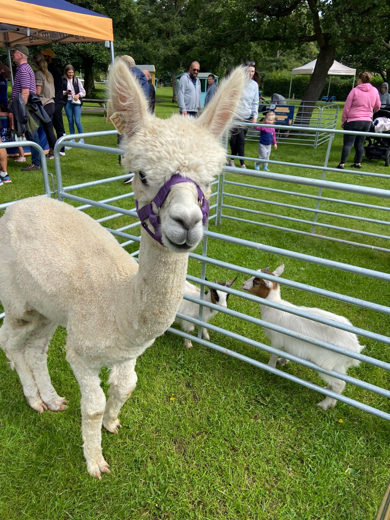 Either a Llama or an Alpaca looking at the camera with some billy goats behind them