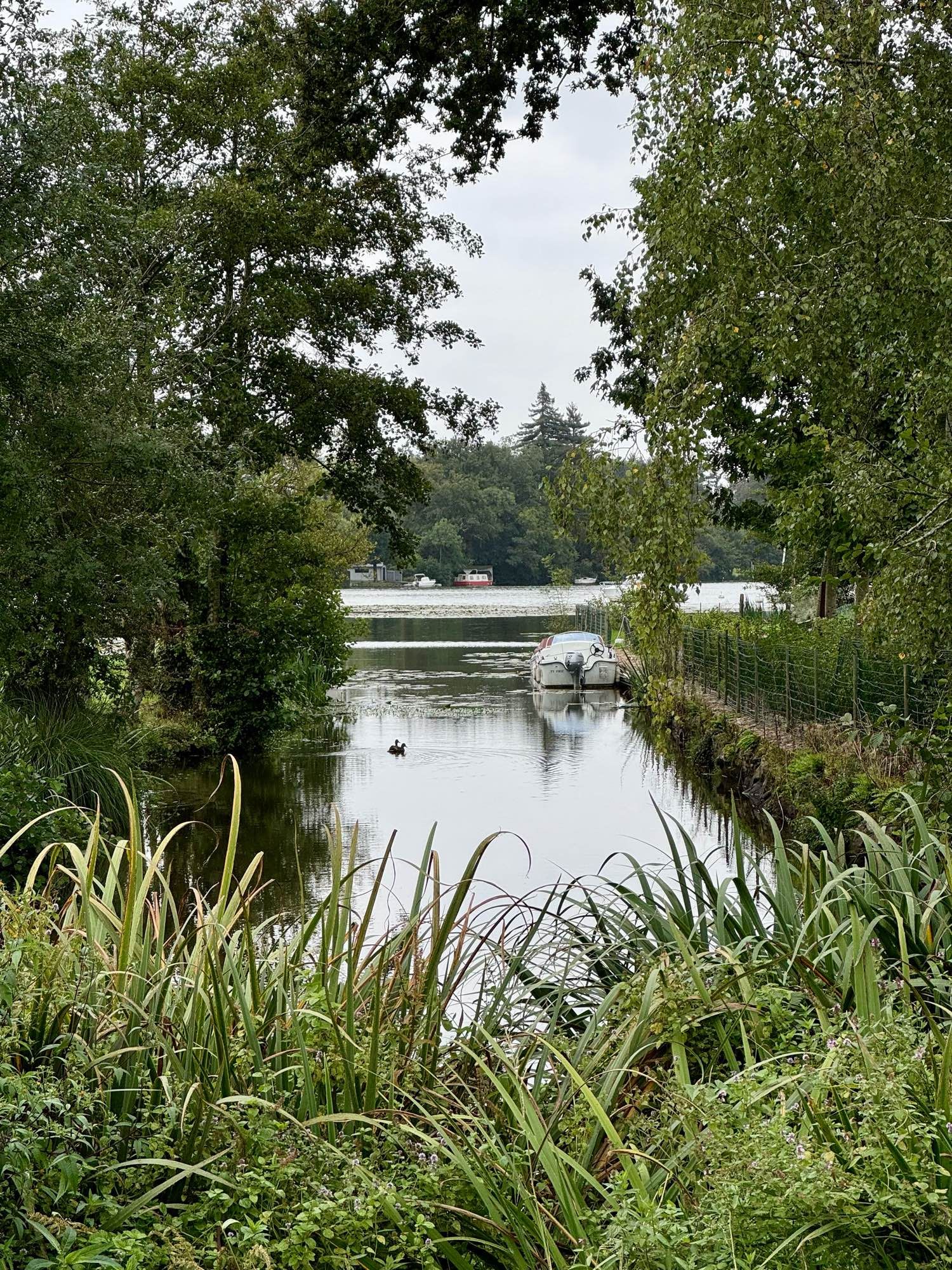 A picture of a river surrounded by trees. There is a boat next to the riverbank.