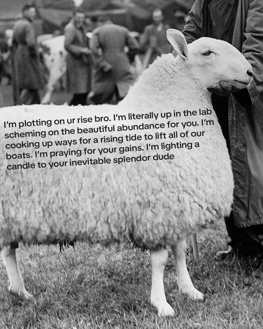 A Border Leicester sheep, overlaid with a motivational message: "I’m plotting on ur rise bro. I’m literally up in the lab scheming on the beautiful abundance for you. I’m cooking up ways for a rising tide to lift all of our boats. I’m praying for your gains. I’m lighting a candle to your inevitable splendor dude."