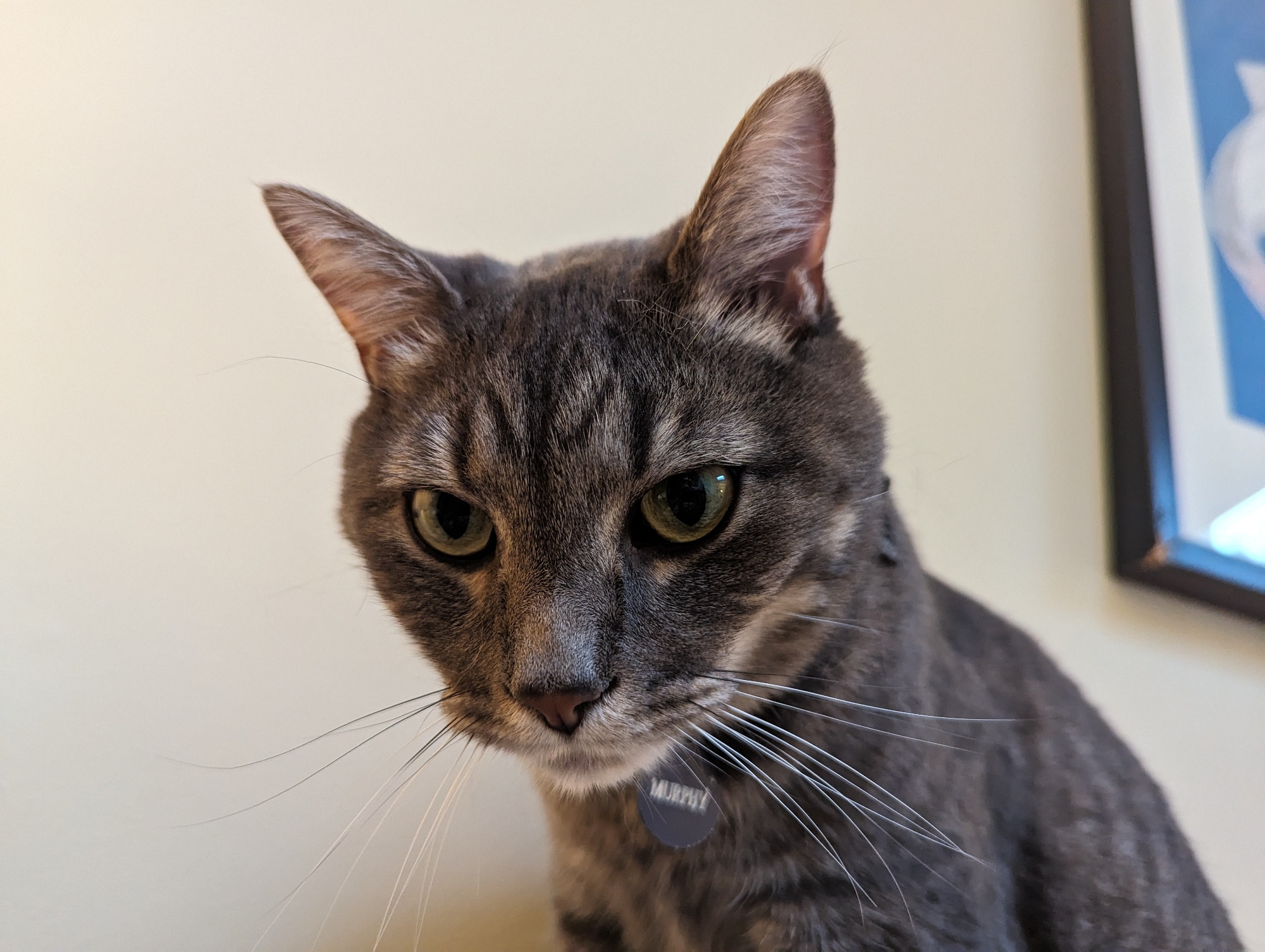 Gray tabby cat