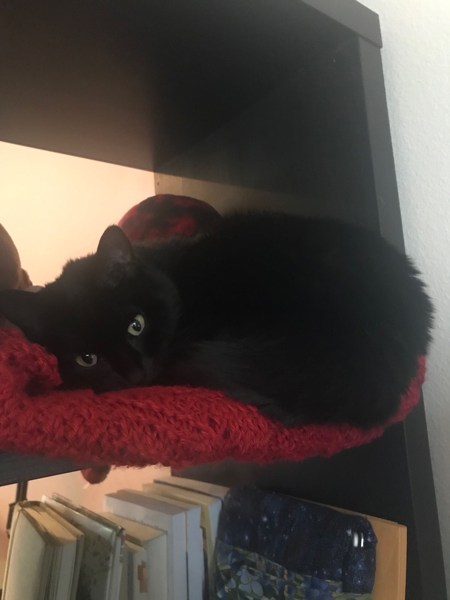 Mochi the black cat curled up on a red blanket in a square cubby shelf. She looks very small and soft.