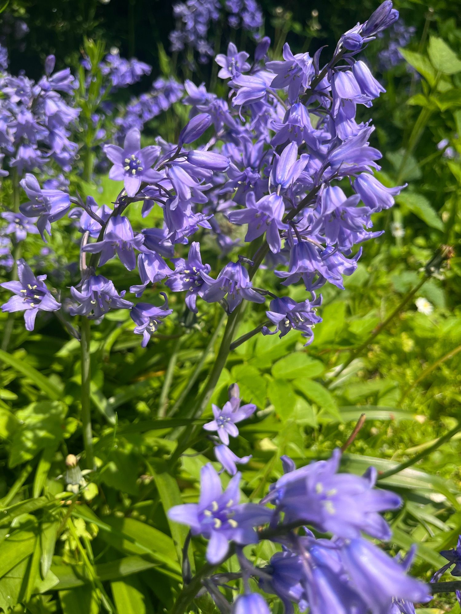 Blumen im Garten (glockenförmige Blüte, lila, keine Ahnung, welche Spezies).