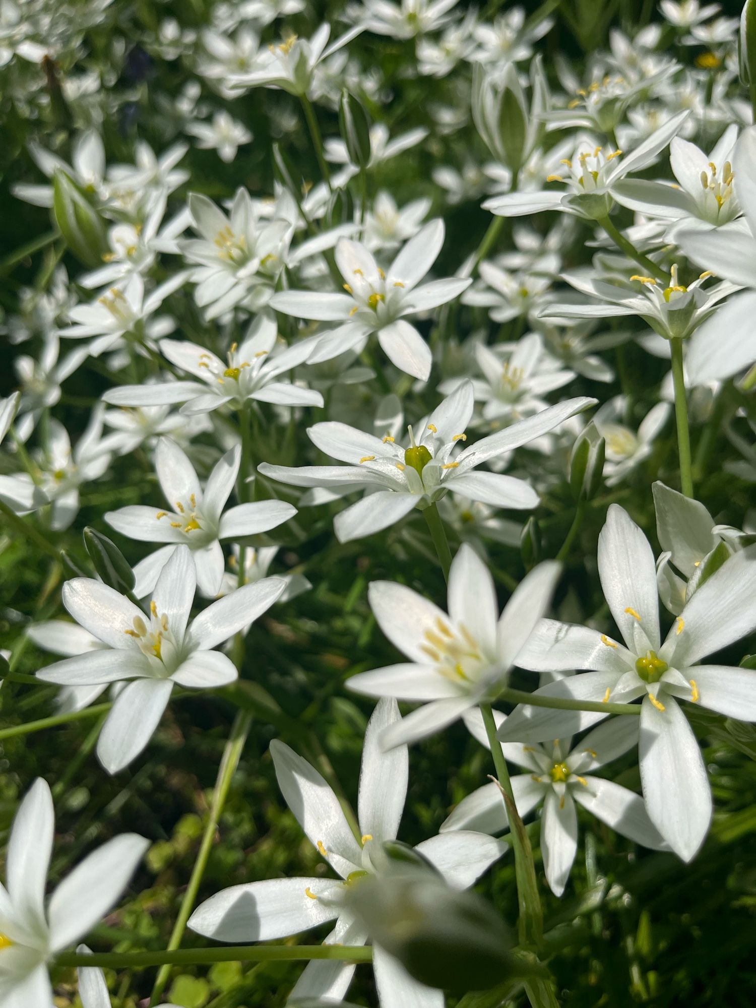 Blumen im Garten (sternförmige Blüte, weiß, keine Ahnung, welche Spezies).