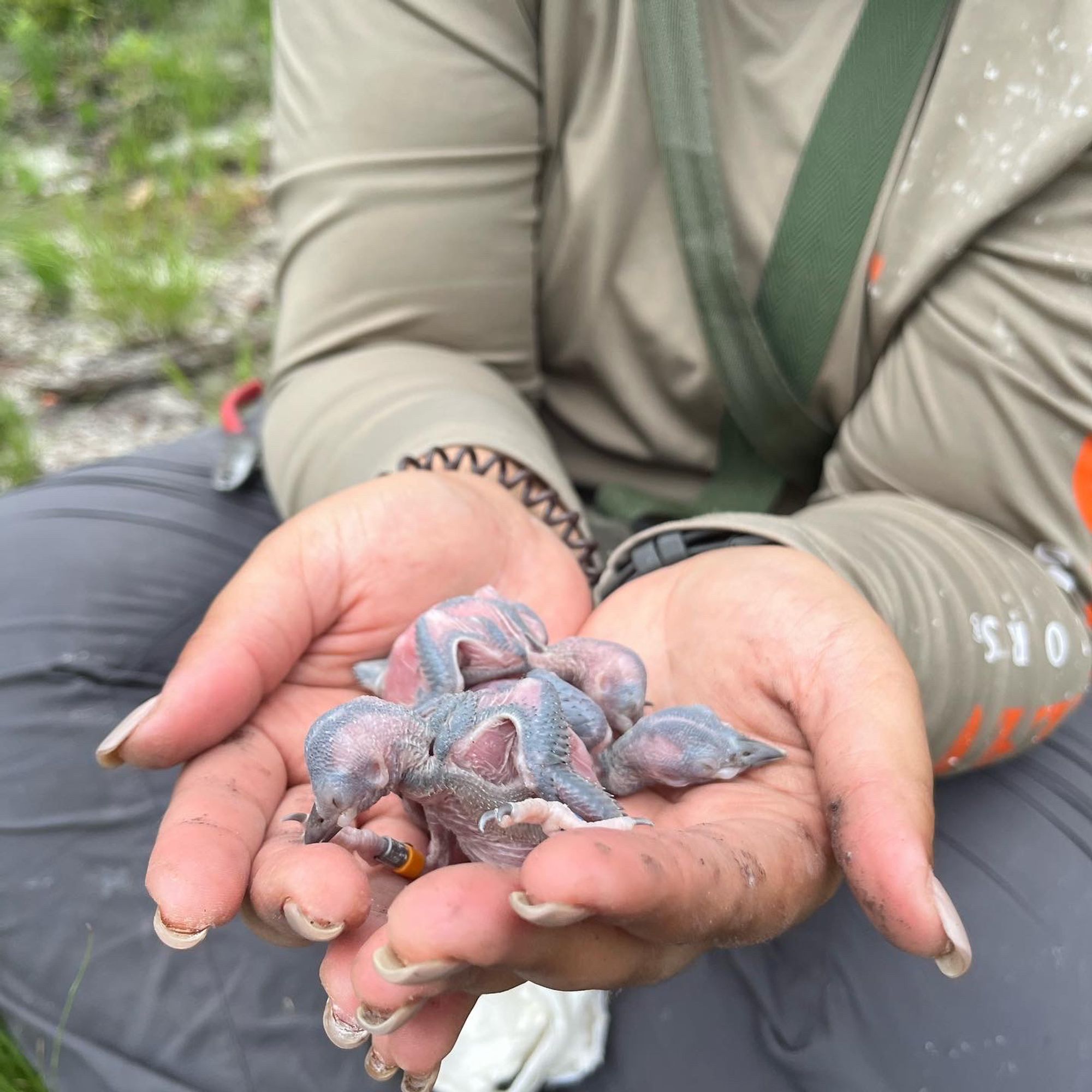 Lauren holds red cockaded woodpecker chicks.