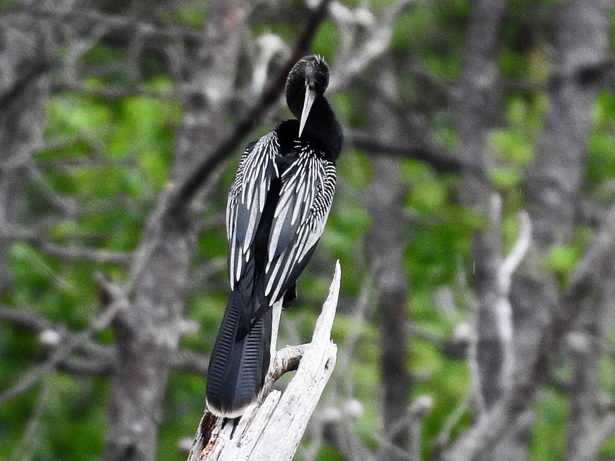 An Anhinga preens itself while perched on a snag. 