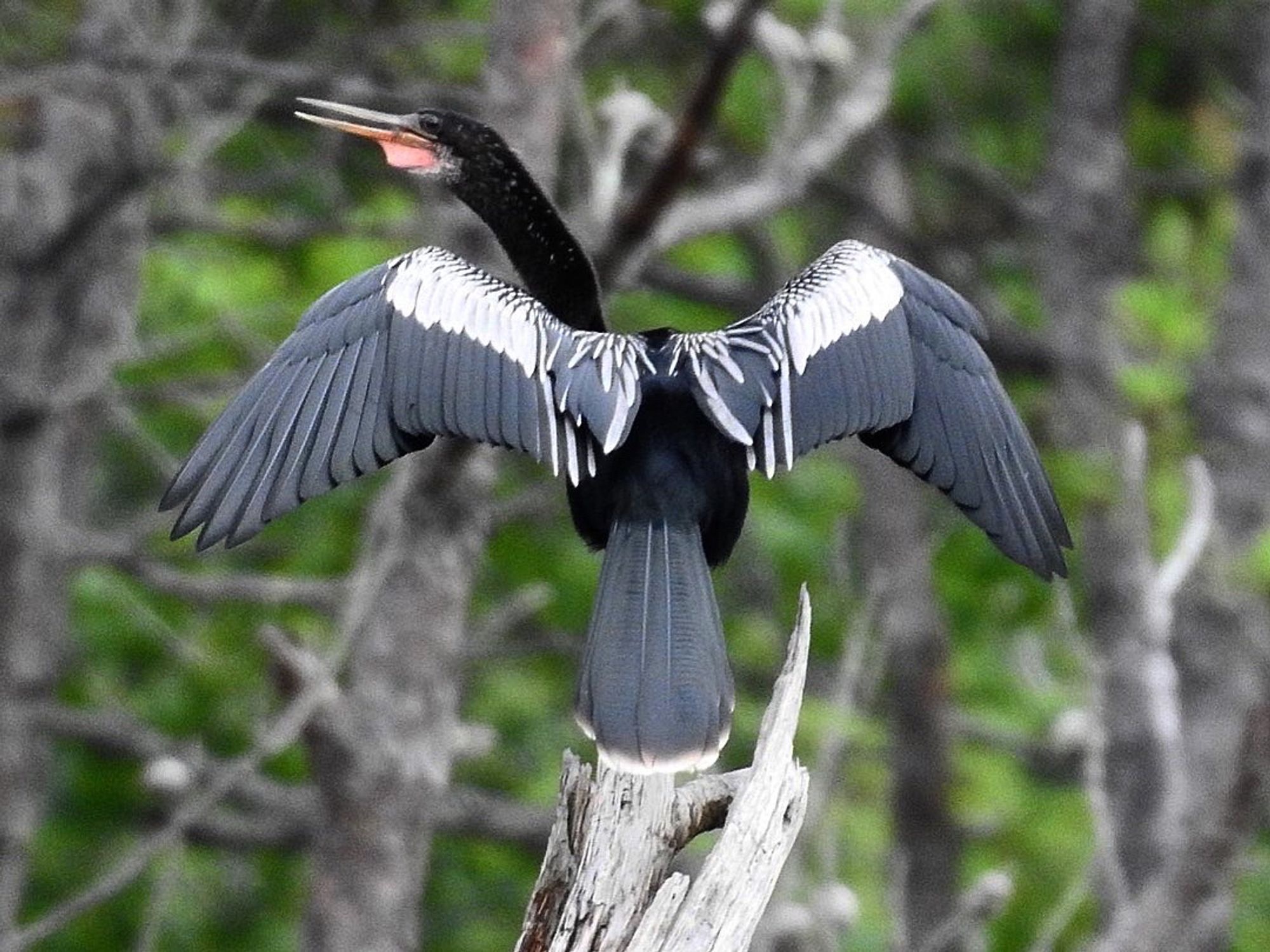 An Anhinga stretches it wings while perched on a snag. 