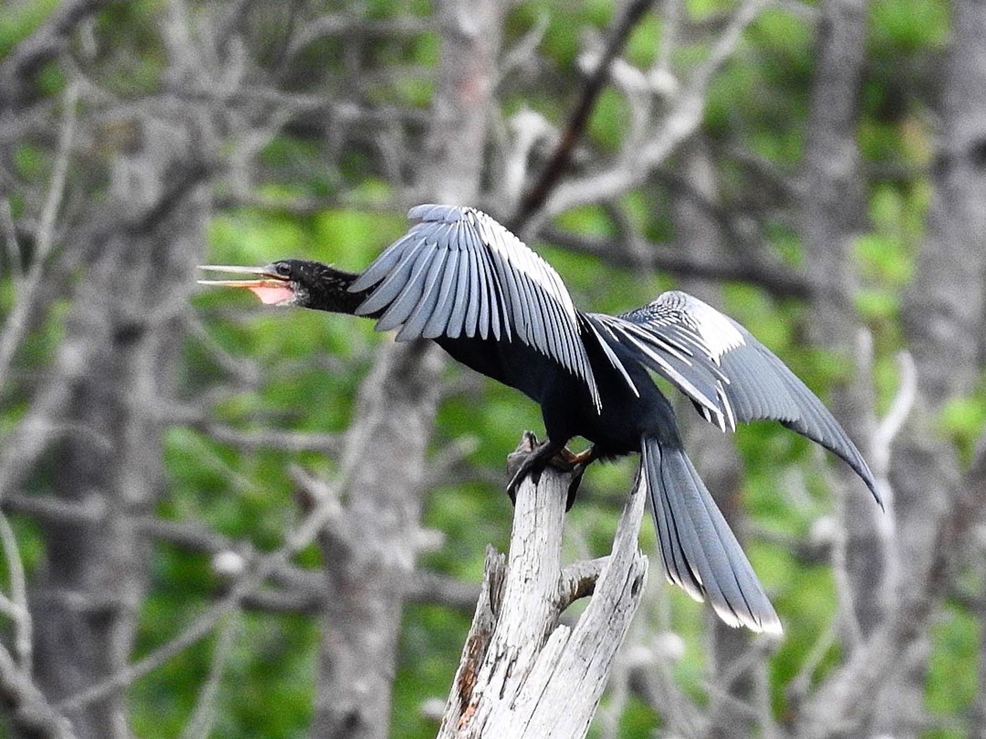 An Anhinga stretches its wings with its mouth open while perched on a snag. 