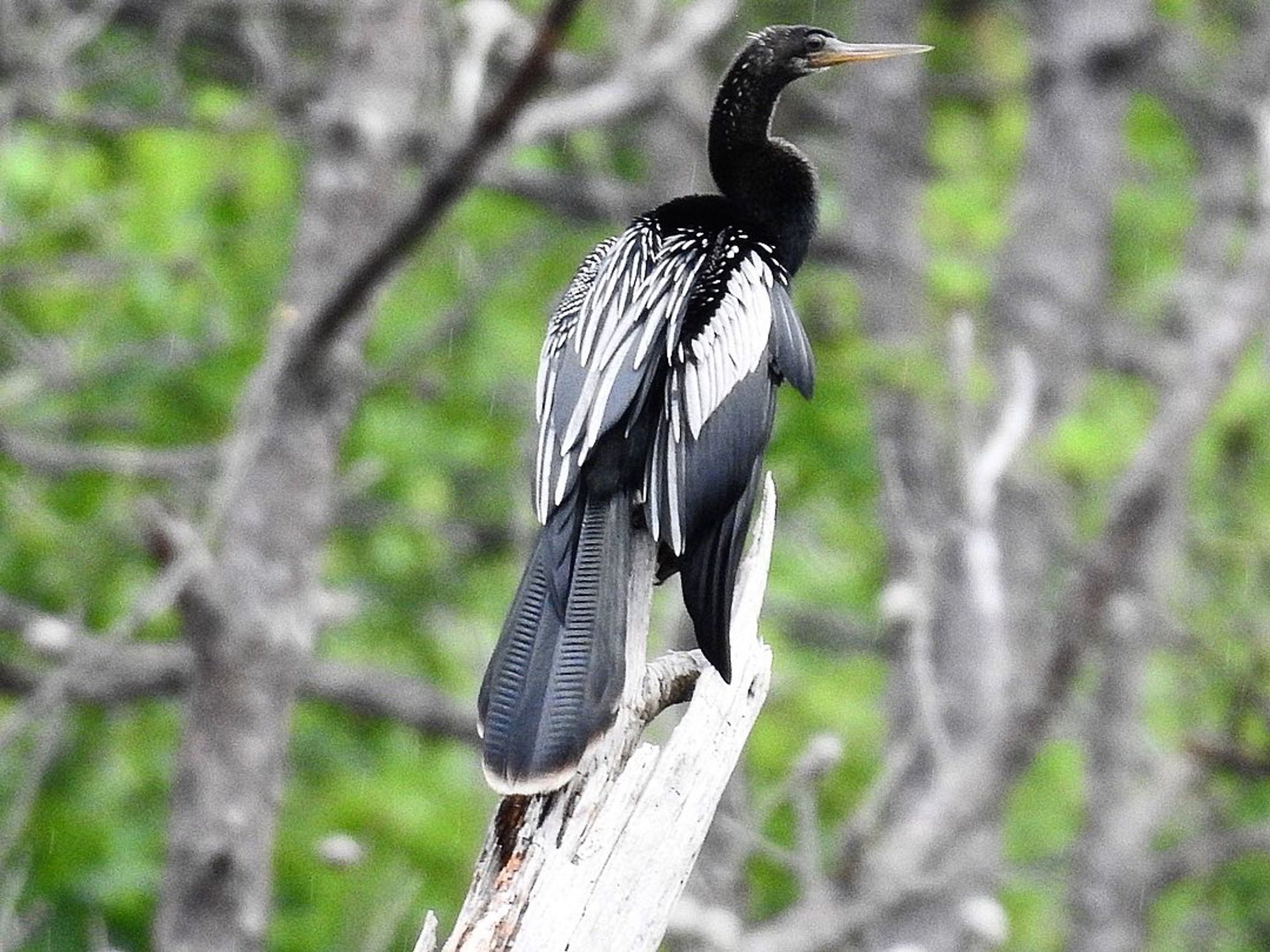 An Anhinga perched on a snag. 