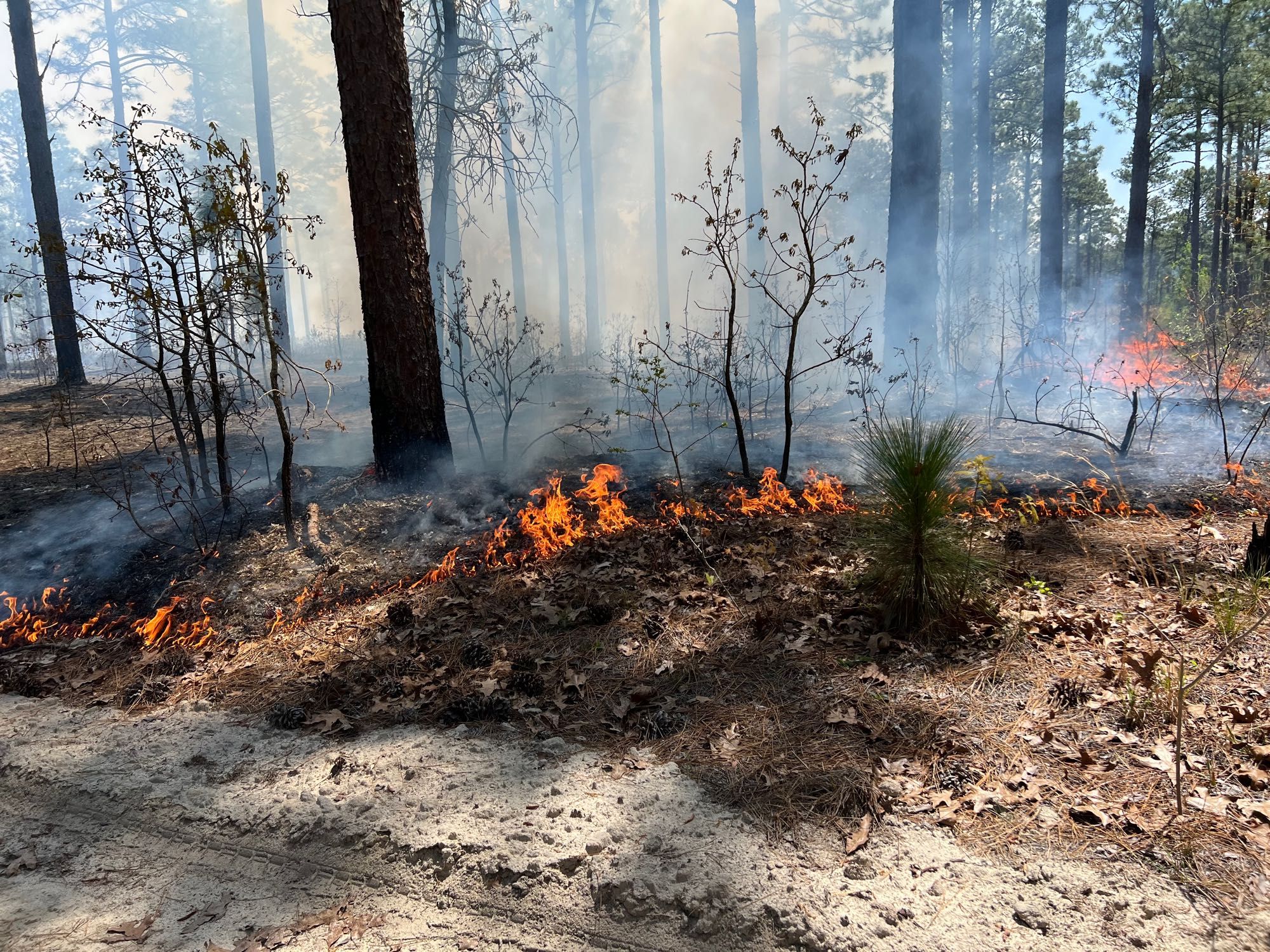 Prescribed fire burning in a Longleaf pine forest. 