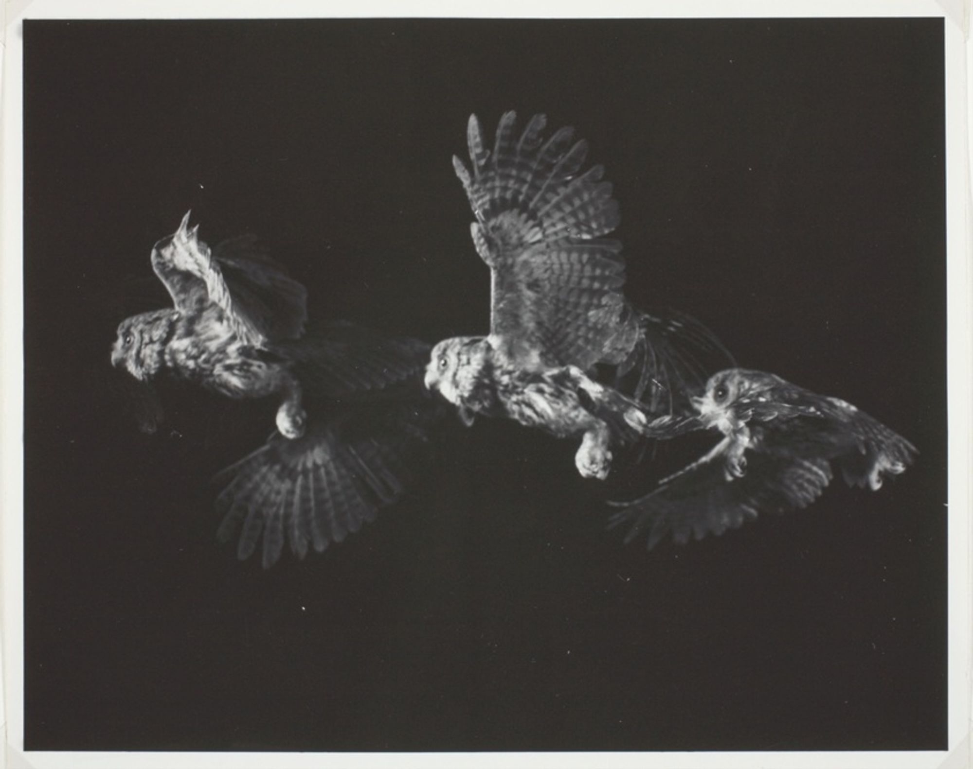 strobe photo of an owl flying. Flap Flap