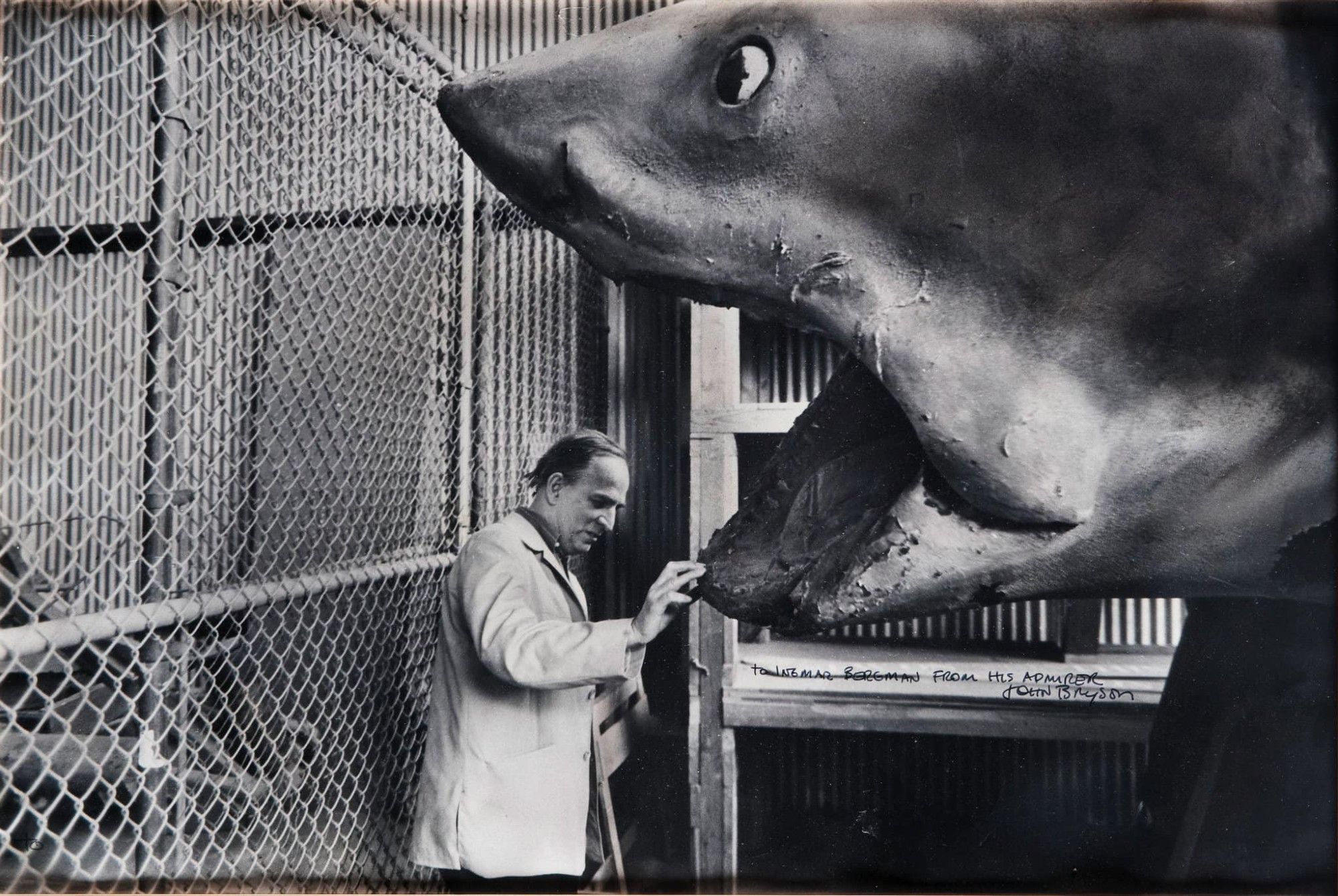 photo
a man examining a huge model of a shark