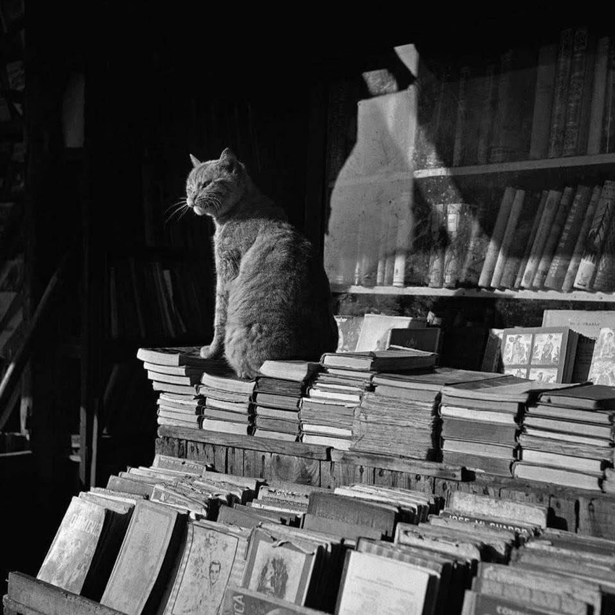 a cat sat on a pile of books outside a shop