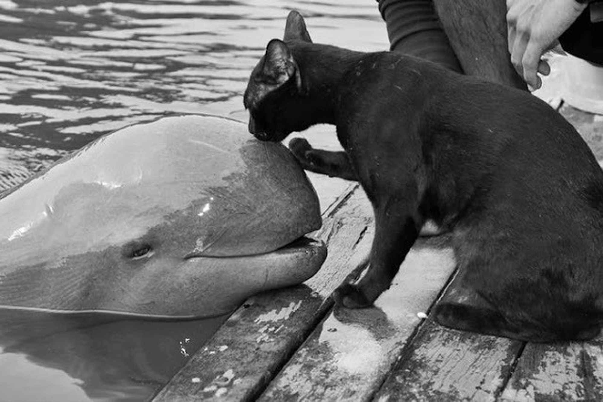 a cat licking a porpoise.
All the search results lead to those awful sites, like facebook or 9gag so I have no idea who took this.