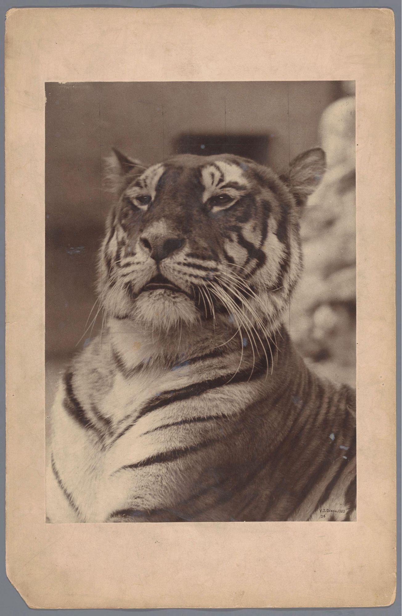 Tiger Looking regal and like it will really fuck your day up.