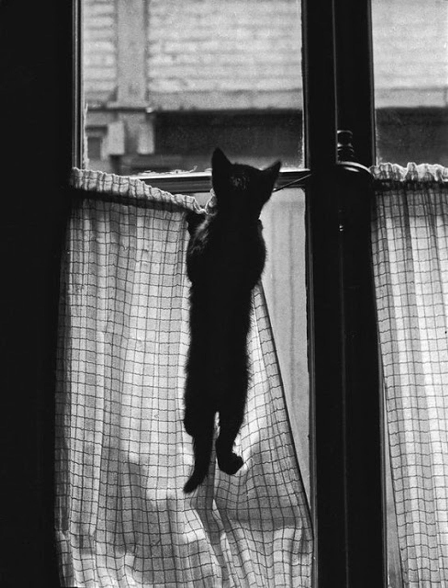 Photo
a small kitten hanging off a curtain so it can peer out the window