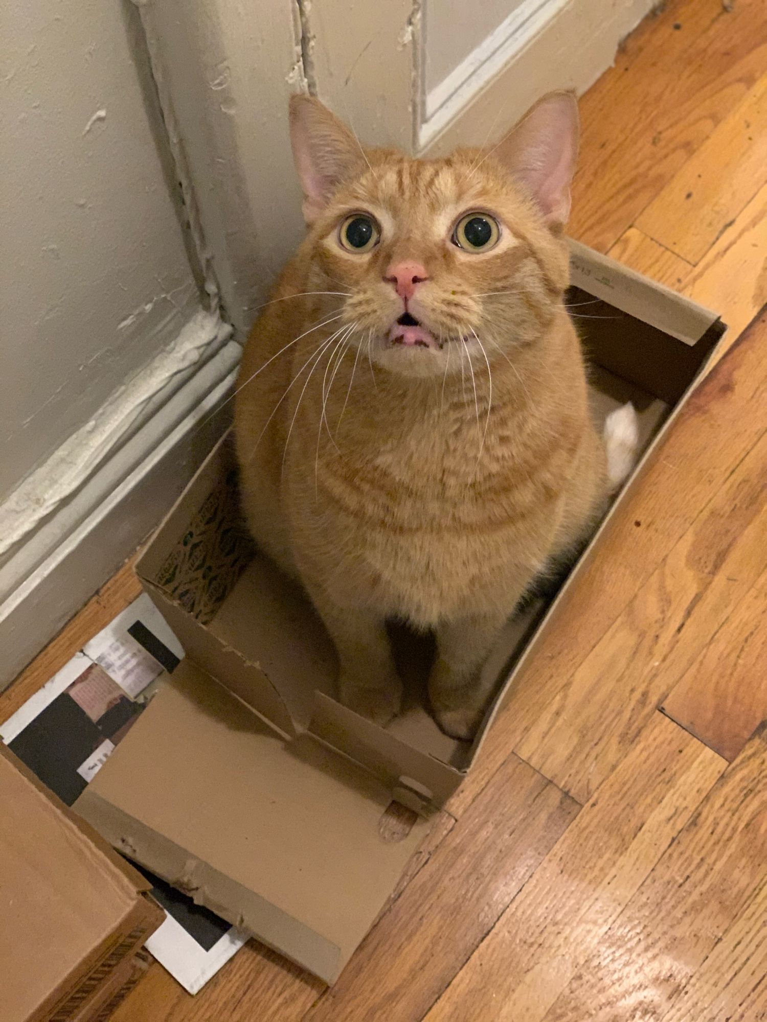 Rufio, a large orange tabby, sits in a box and looks up expectantly. His mouth is slightly open as though speaking.