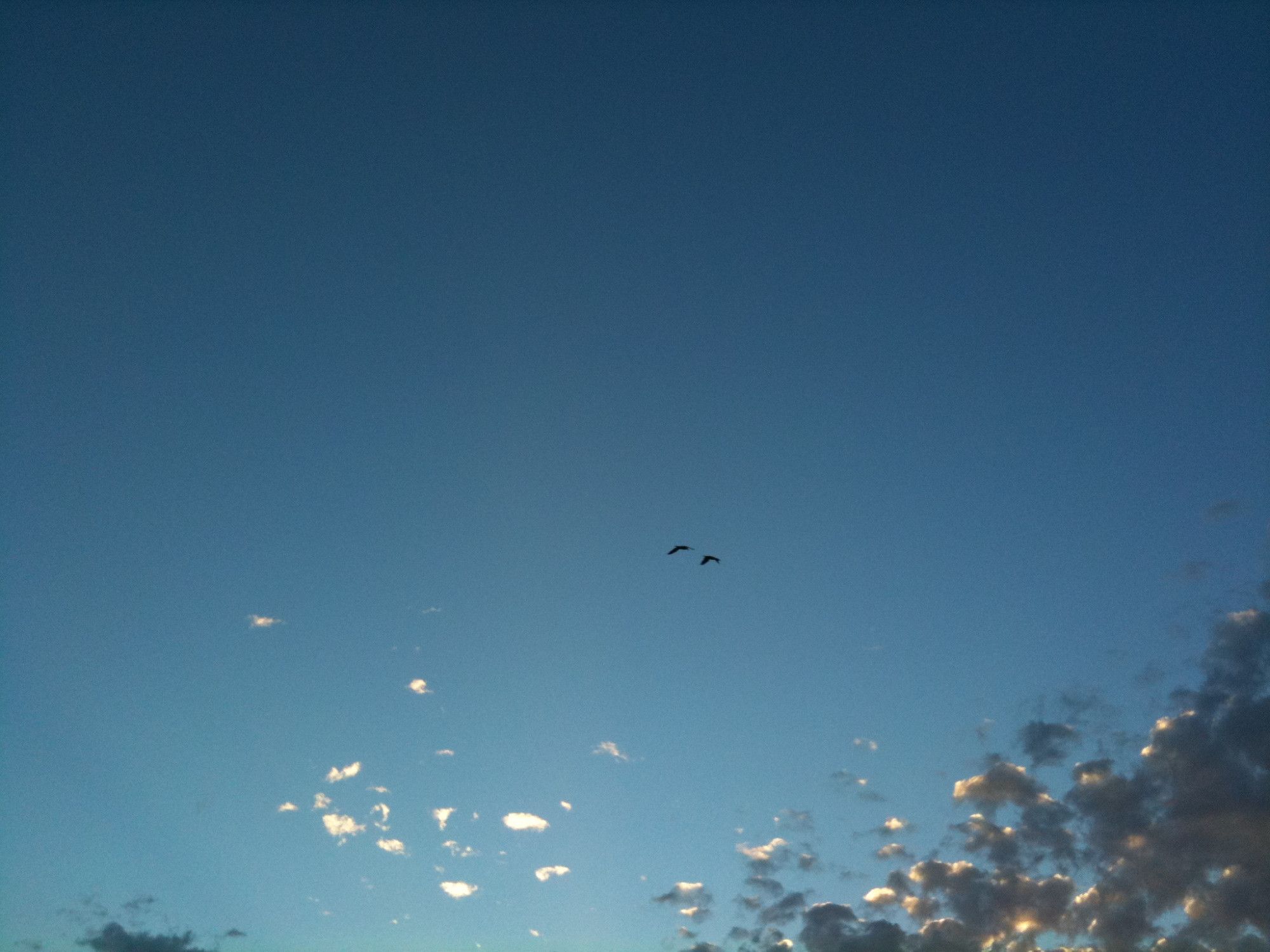 A blue sky with spotty clouds and two birds