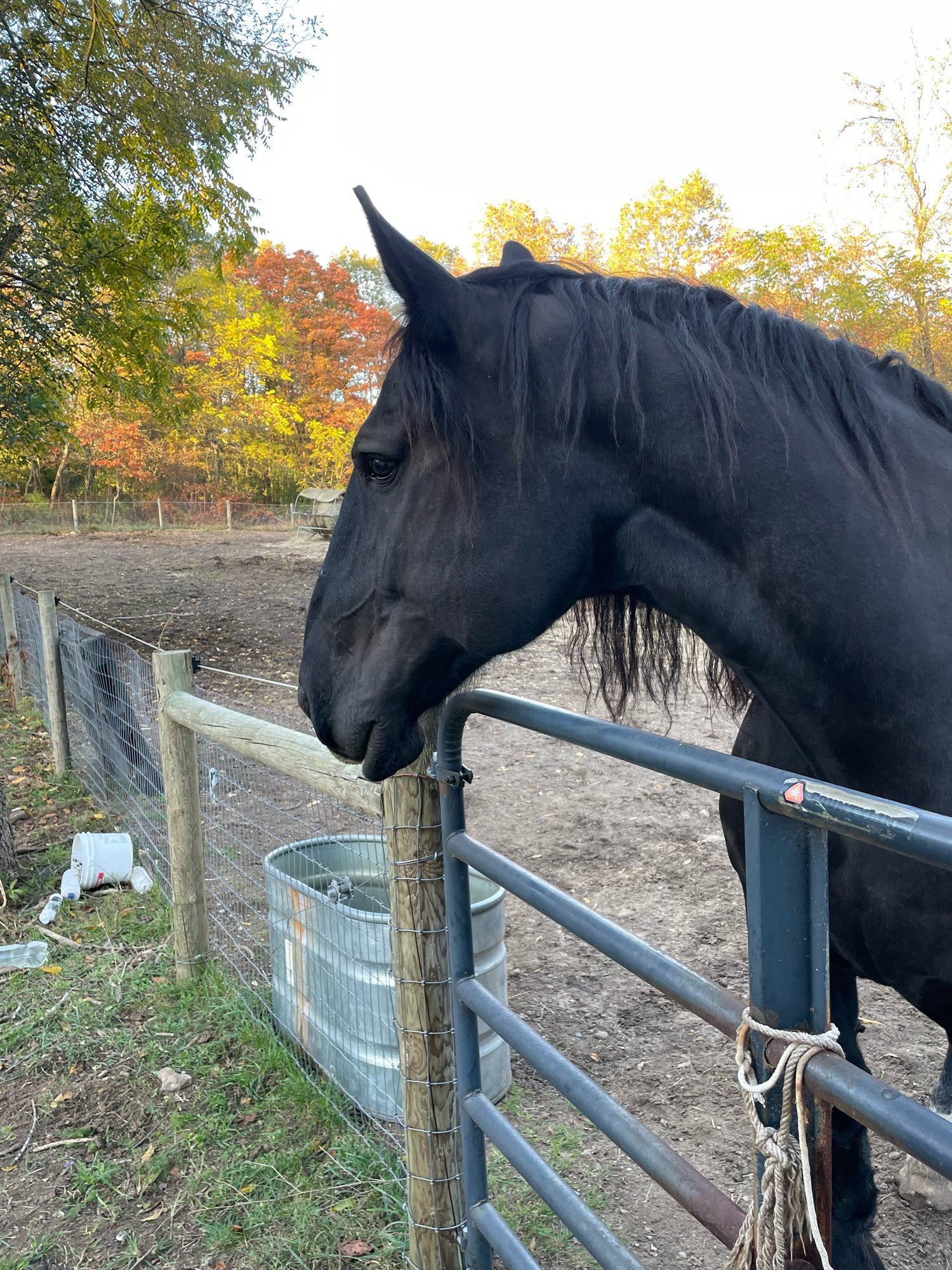 A profile of a large black Percheron horse staring moodily over a gate. Fall color trees around a large dirt paddock in the background 