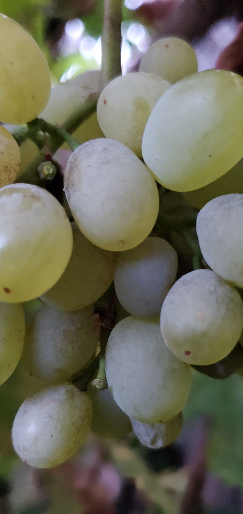 A small cluster of green table grapes