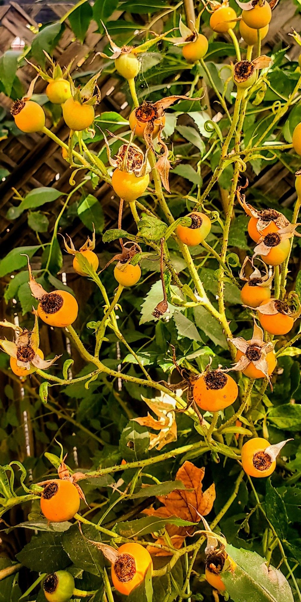 a cluster of rosehips on rose bush