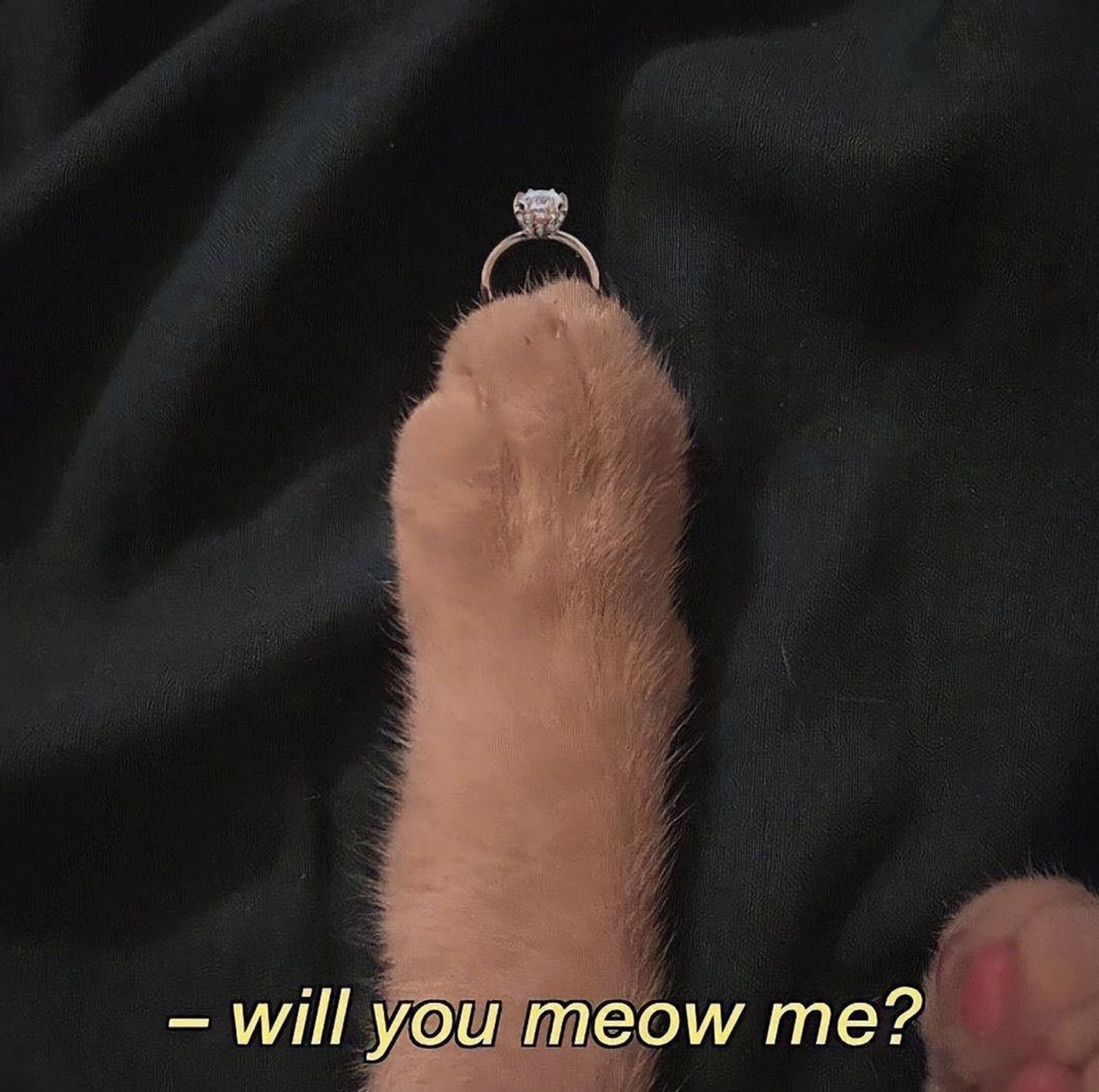 Uma imagem onde tem uma pata de um gatinho laranja com uma aliança na ponta e a frase escrita "will you meow me?".