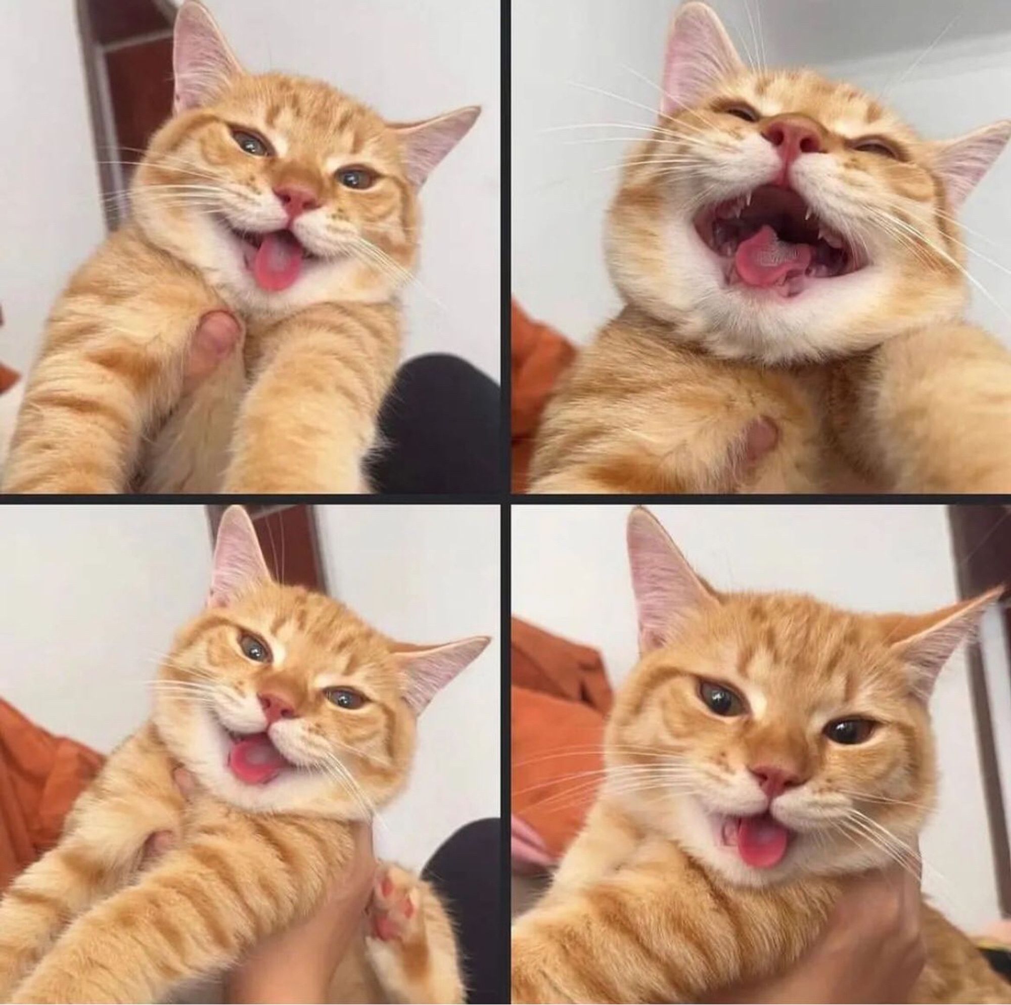 Gatinho laranjinha muito fofo dando um sorrisão gostoso nessa montagem com 4 fotos.