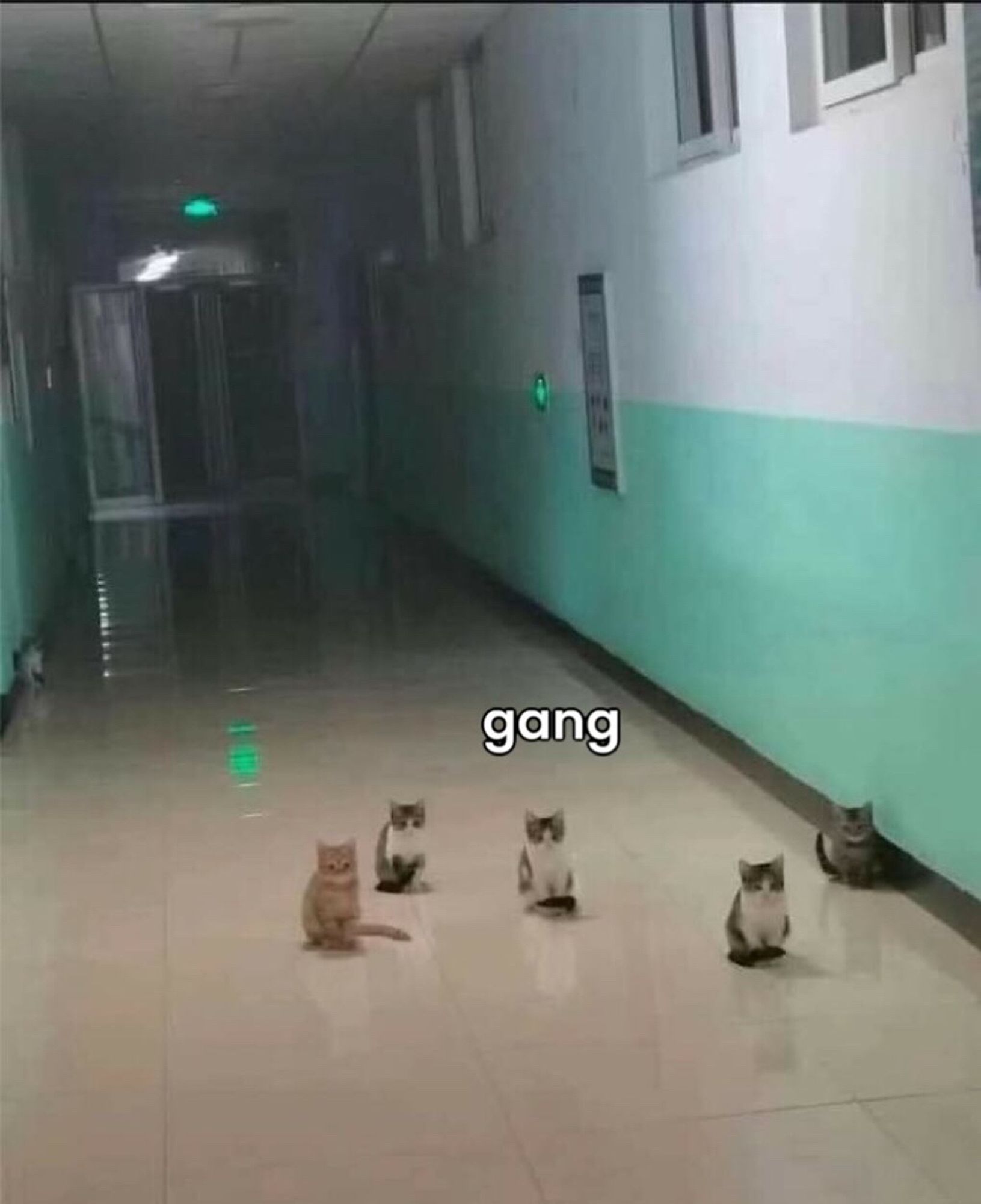 Uma gangue de gatinhos minúsculos reunidos em um corredor típico de filme de terror. O que será que eles estão fazendo ali???