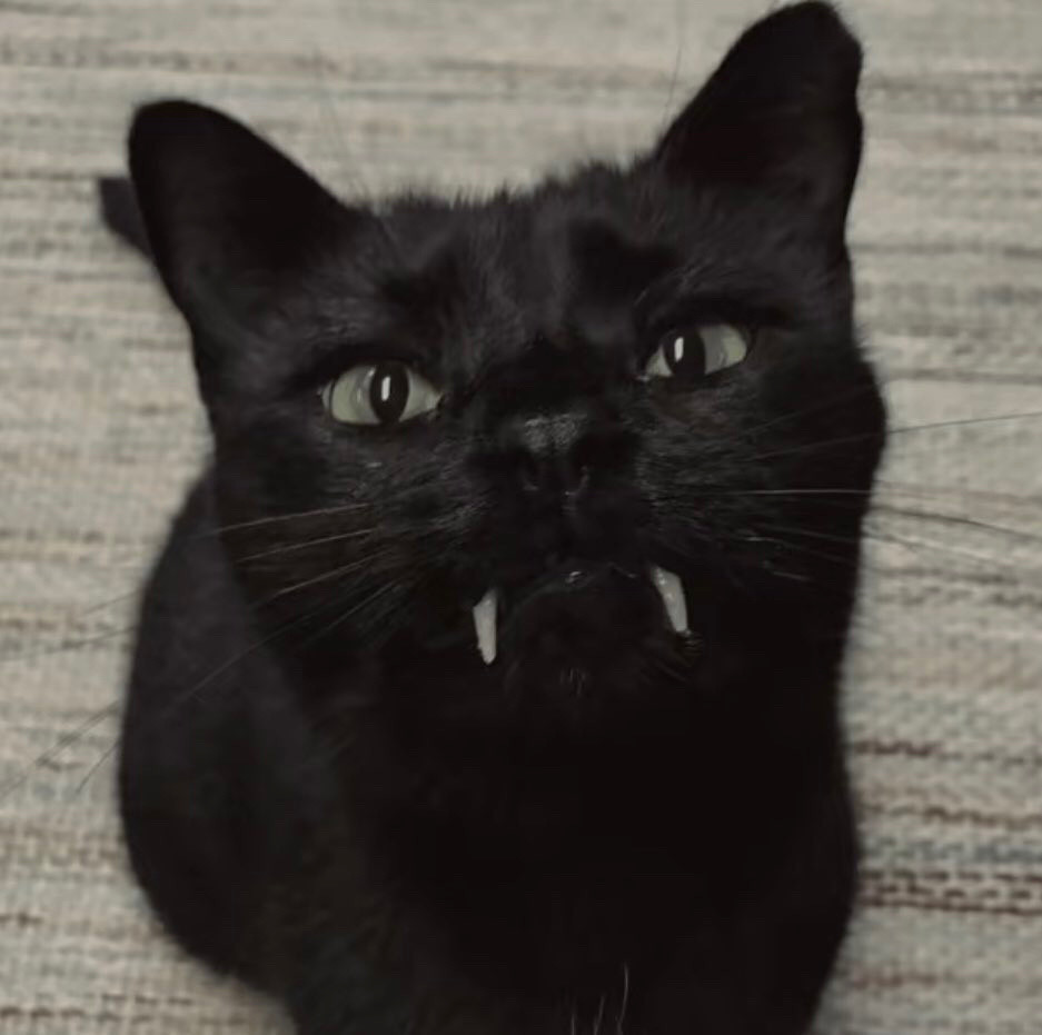 Um gatinho preto fofo com dentinhos de vampiro.