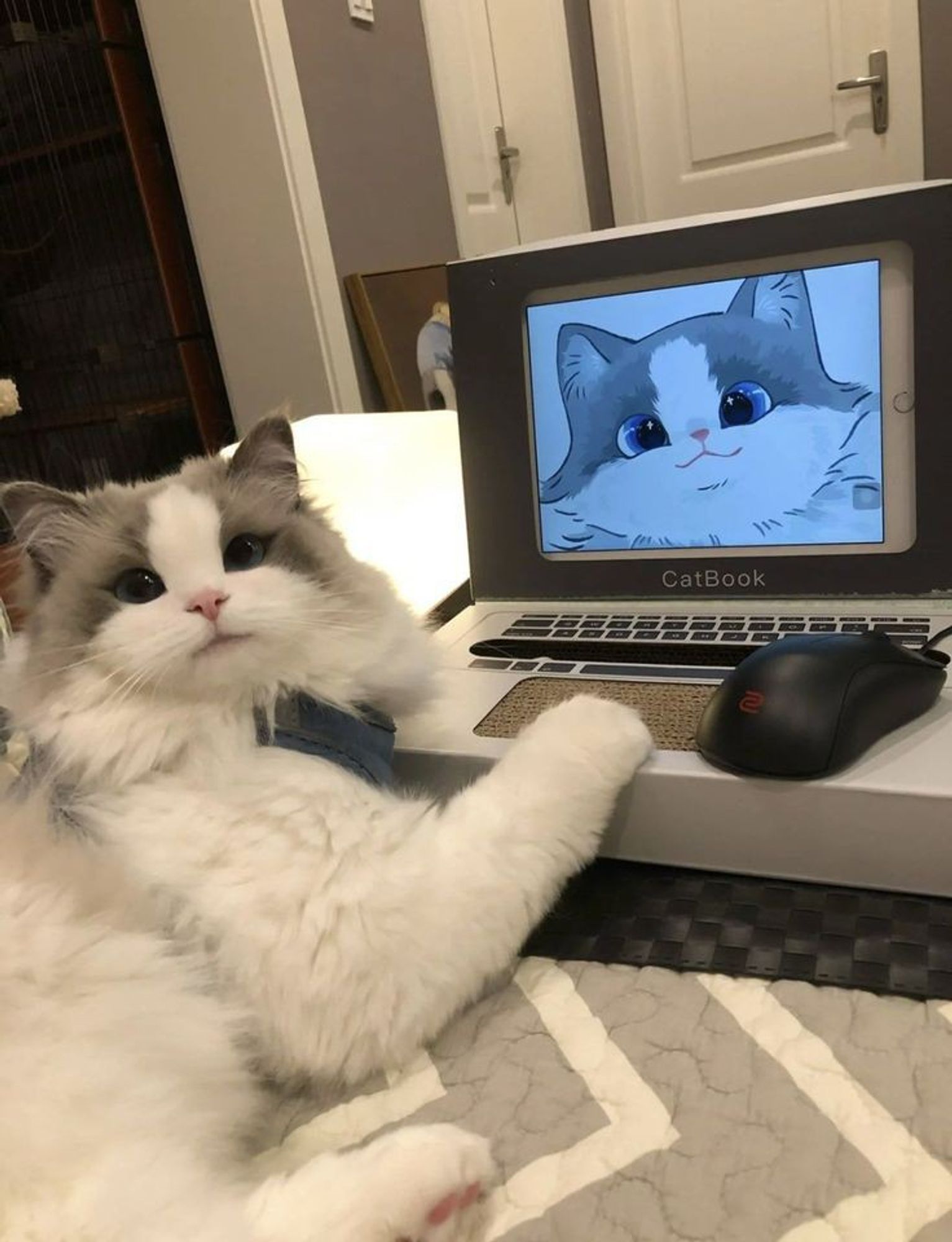 Uma linda gatinha fofa branca com manchas cinzas na cabeça olhando para a camera toda feliz porque viu um desenho dela na tela do computador. O computador na frente dela tem um desenho de gatinho feito inspirado nessa diva.