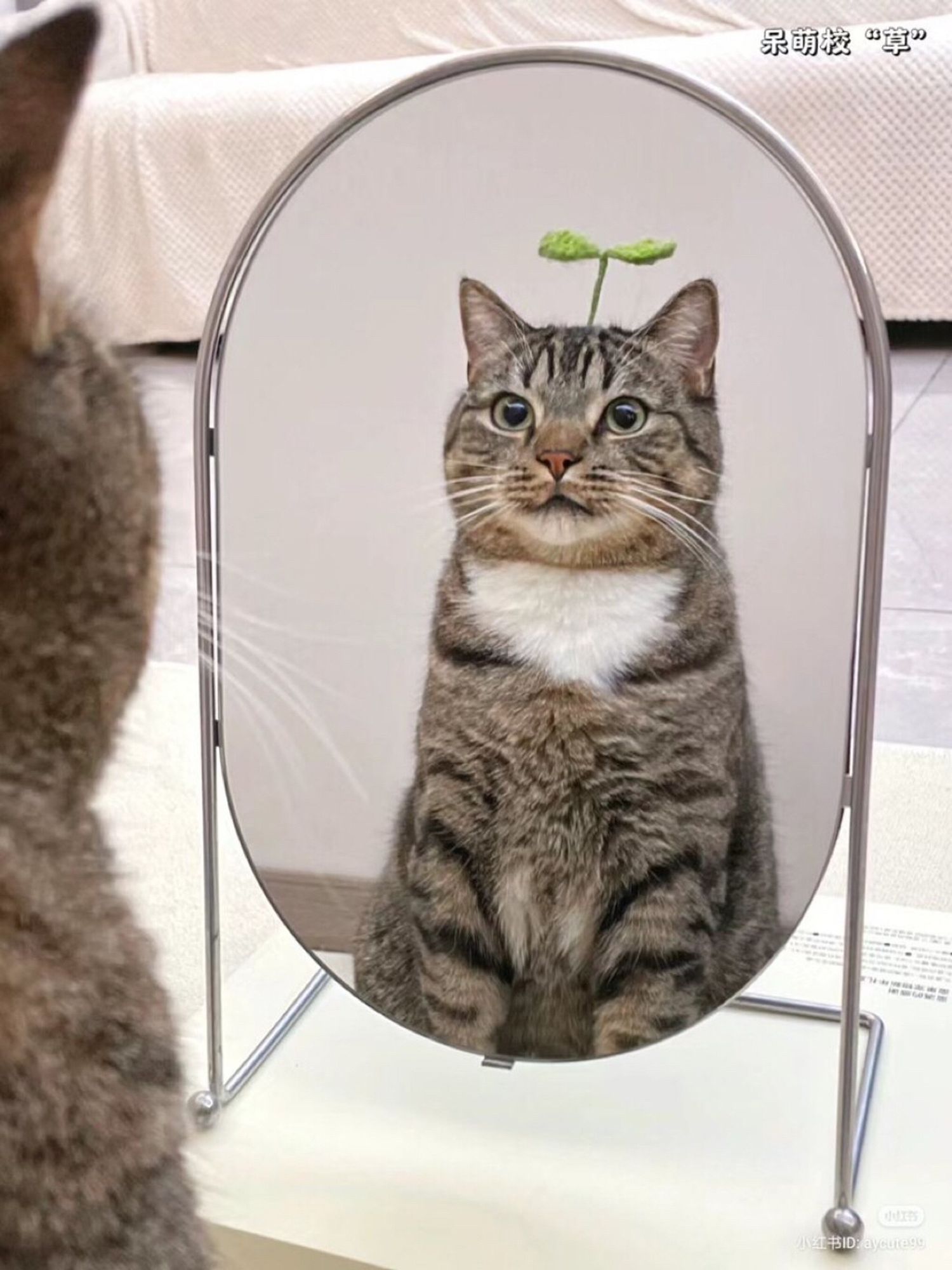 Um lindo gatinho rajado com manchas brancas sentado em frente a um espelho observando sua beleza. Na cabeça dele tem um enfeite em formato de folhinha 🌱