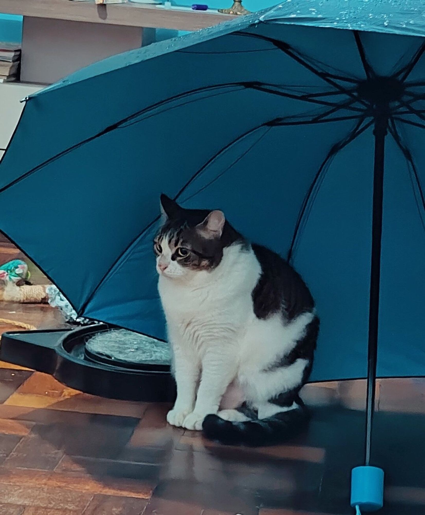 Chicória Maria desfilando sua beleza e simpatia. Essa querida está sentada no chão bem em baixo de um guarda chuva.