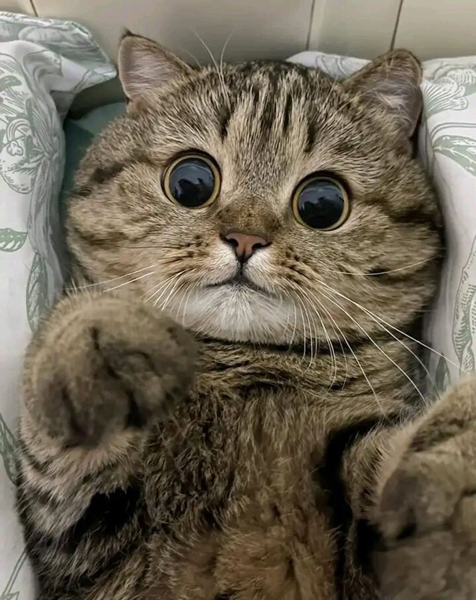 Um lindo gatinho rajado bochechudo com olhos gigantesss.