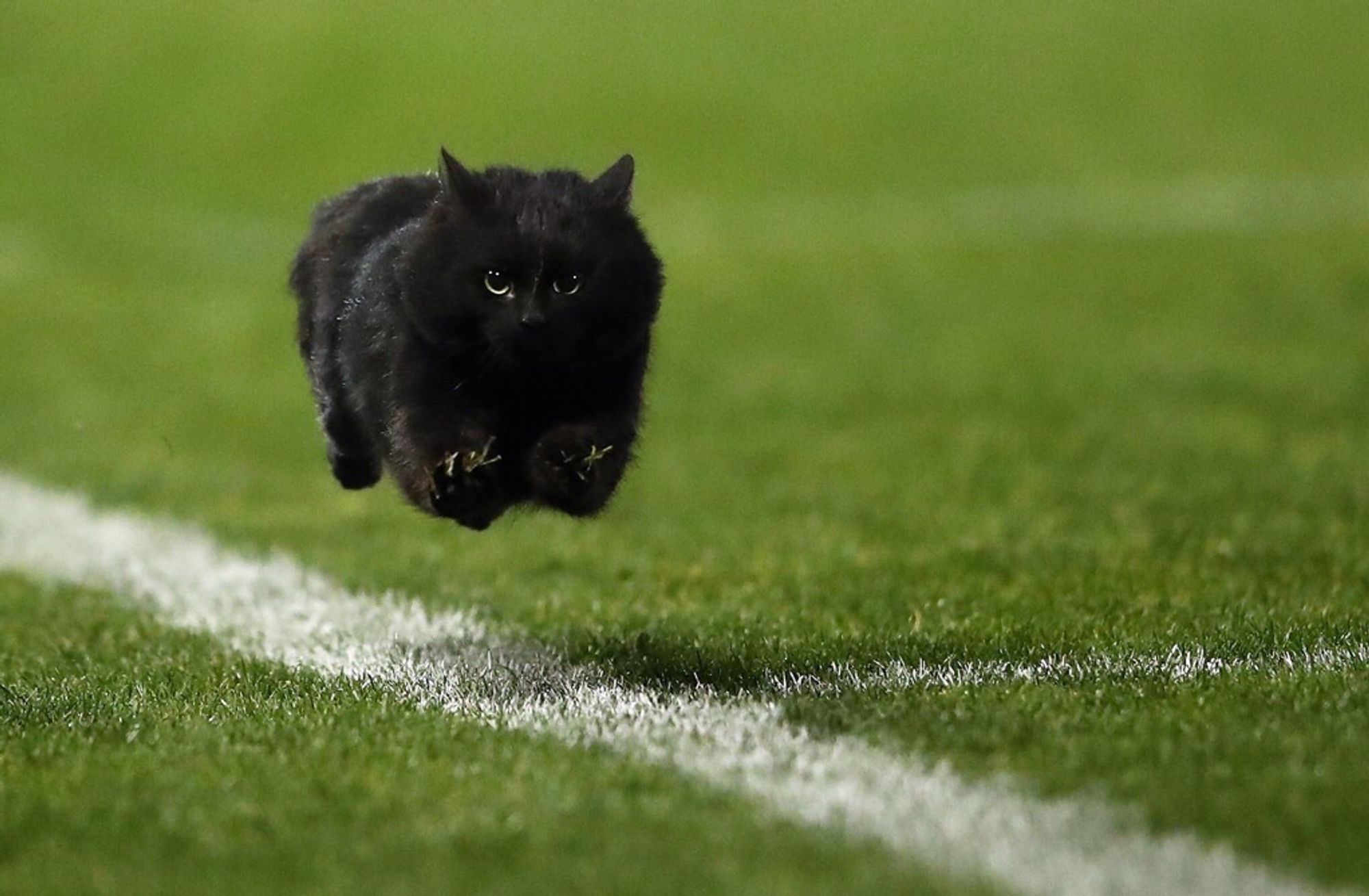 Um gatinho preto voando em um gramado de futebol, ele está correndo tão rápido que suas patinhas lindas não tocam mais o chão, seu corpo agora alcançou um nível tão alto de desenvolvimento que ele simplesmente flutua.