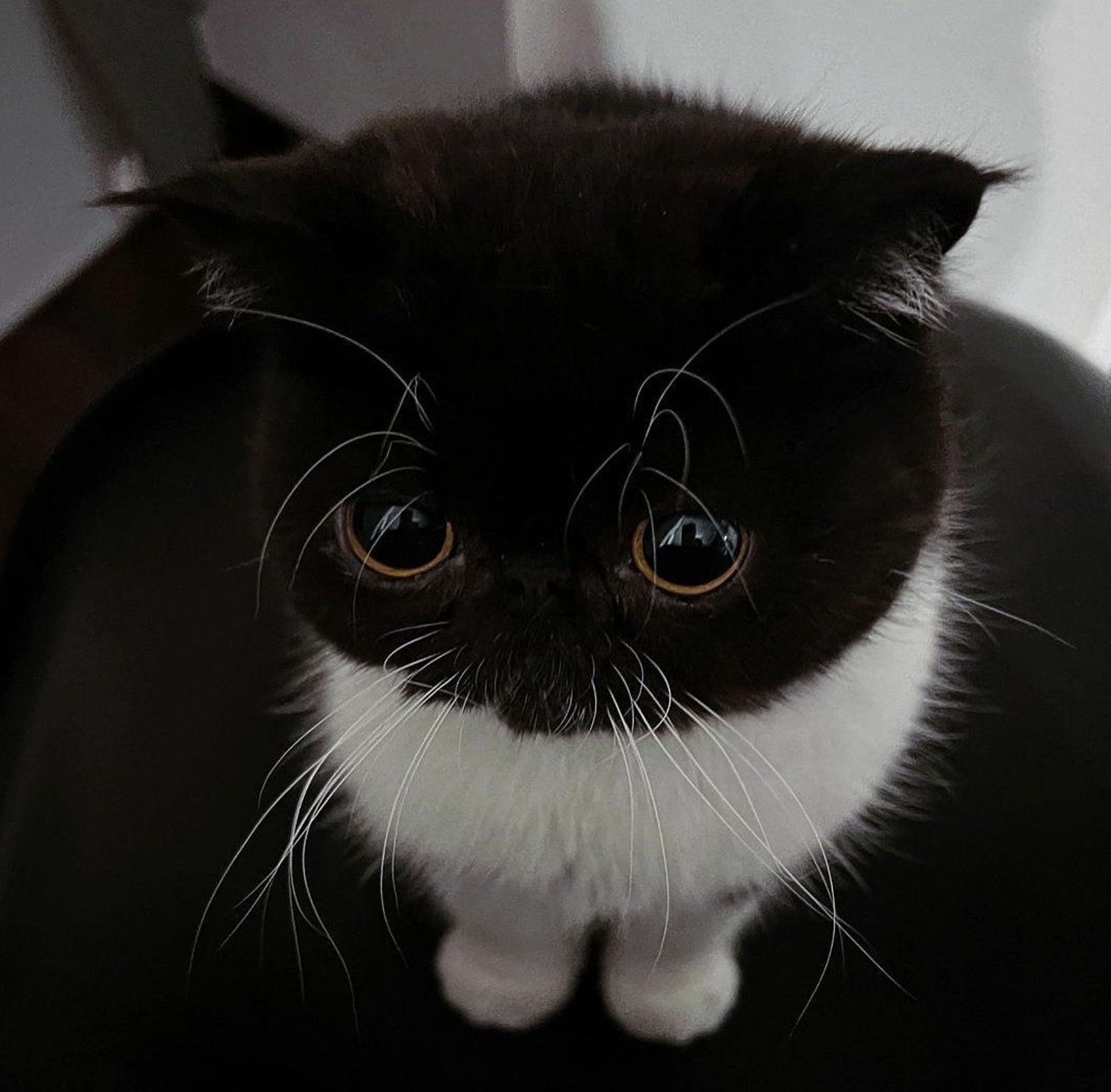 Um gatinho preto e branco todo lindinho com uma carinha de coitado.