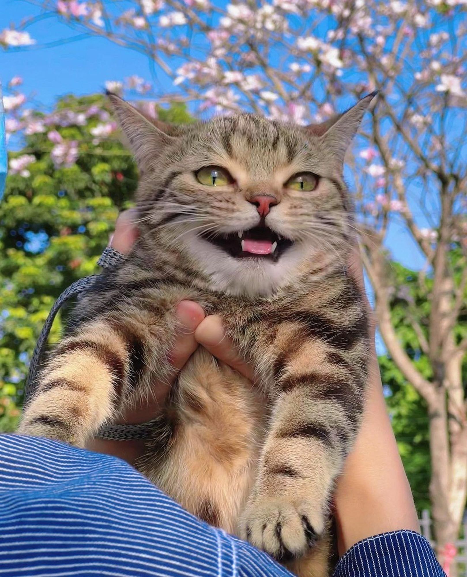 Um lindo gatinho rajado todo sorridente no colo de alguém.