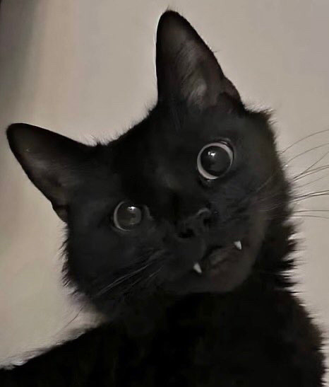 Outro gatinho fofo pretinho com dentinhos de vampiro também.