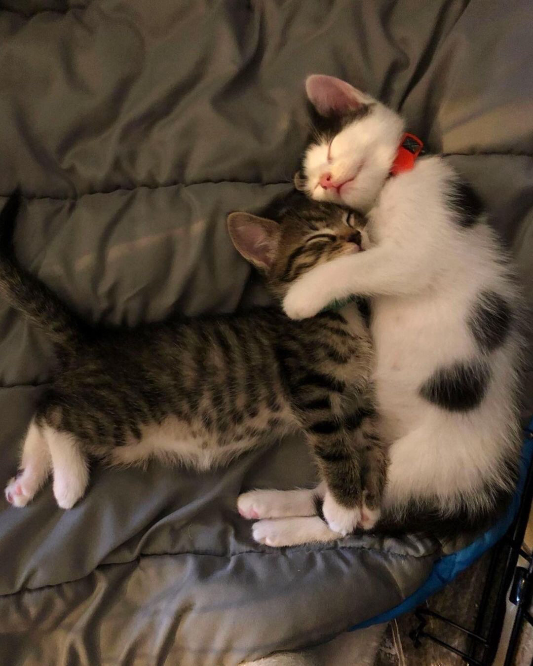 Um gatinho preto e branco fofinho deitado agarrado em um gatinho rajado, ambos filhotinhos.