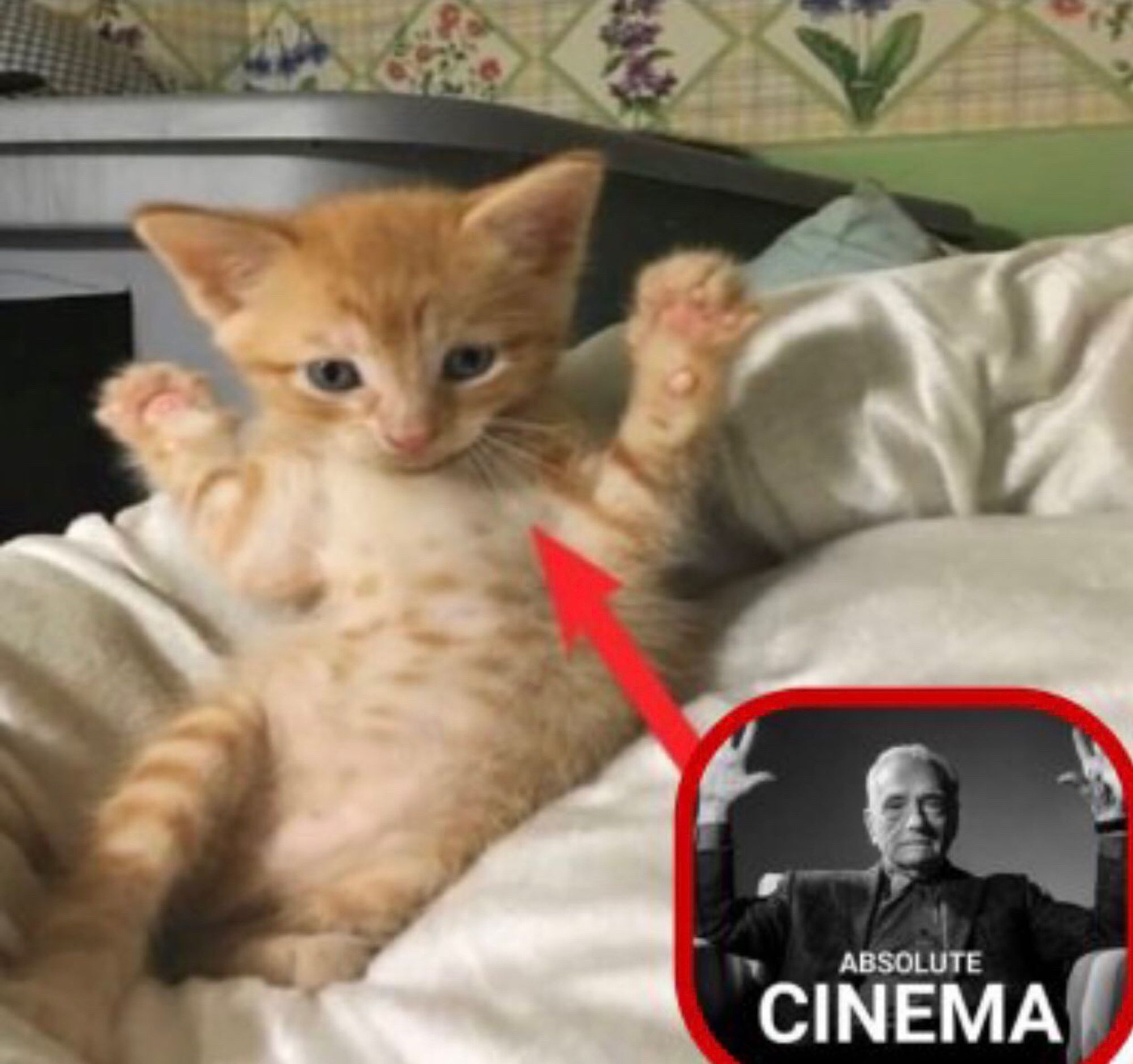 Gatinho laranja imitando o meme absolute cinema