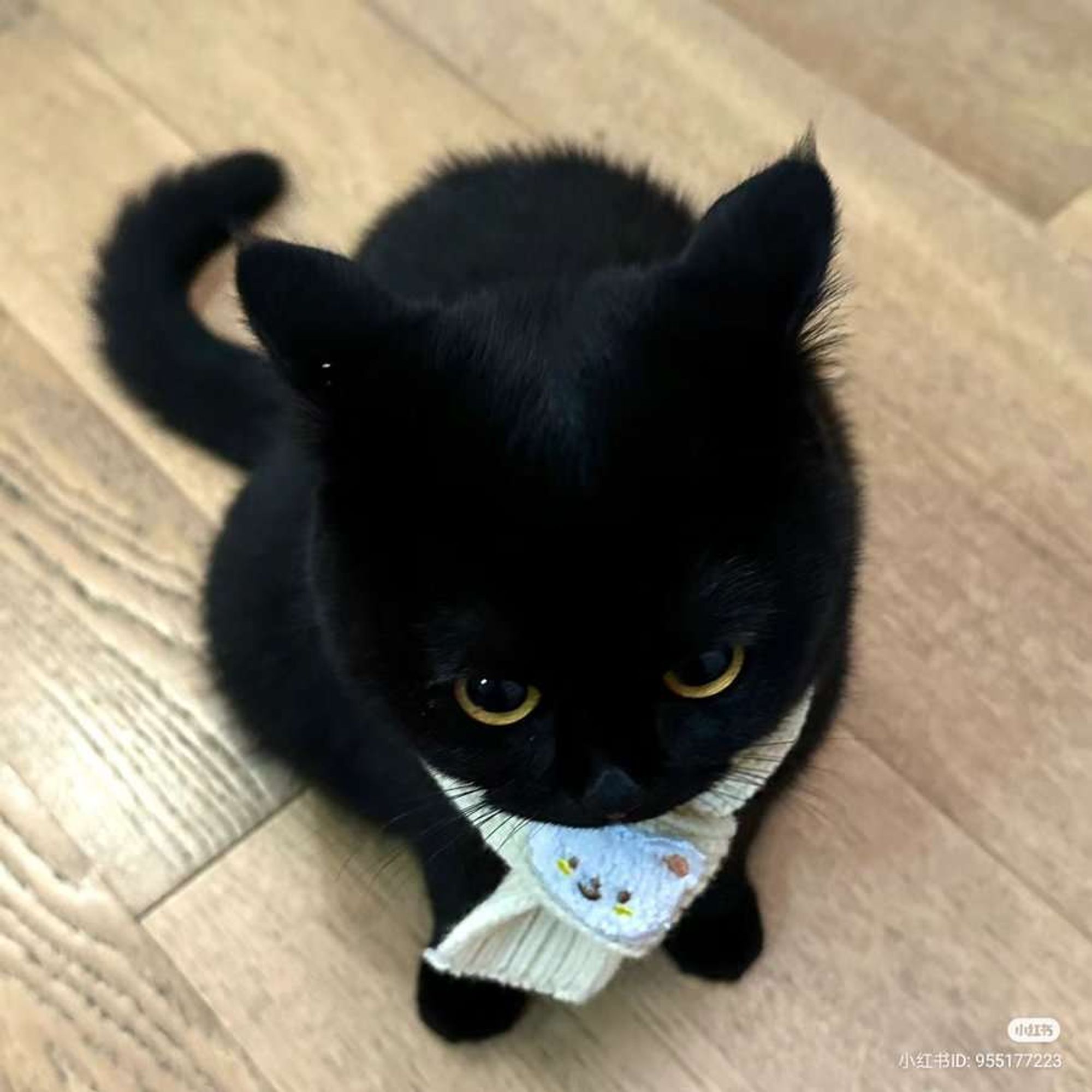 Um gatinho preto fofo usando um tipo de cachecol fofinho de ursinho. Ele está sentado e olhando para a camera de um jeito engraçado, de baixo para cima.