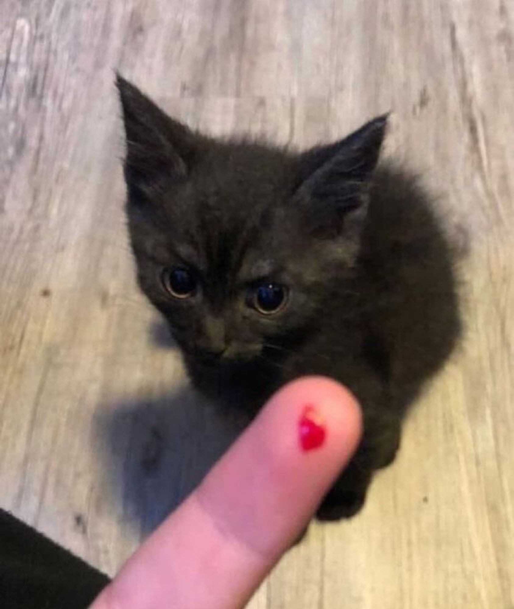 Um gatinho preto filhotinho com cara de bravo e na frente dele tem o dedo do dono com sangue após ser atacado por essa fera.