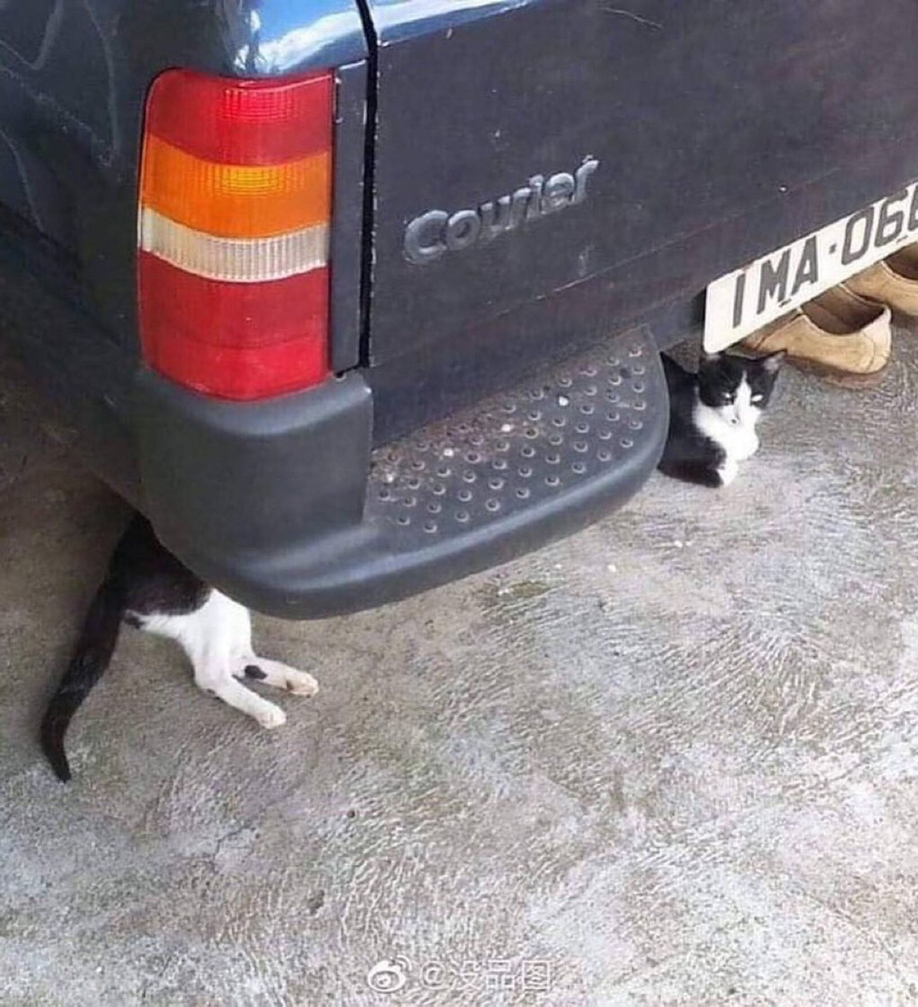 Dois gatinhos preto e branco deitados debaixo de um carro, na foto temos a impressão dos dois gatinhos formarem um gato longo.