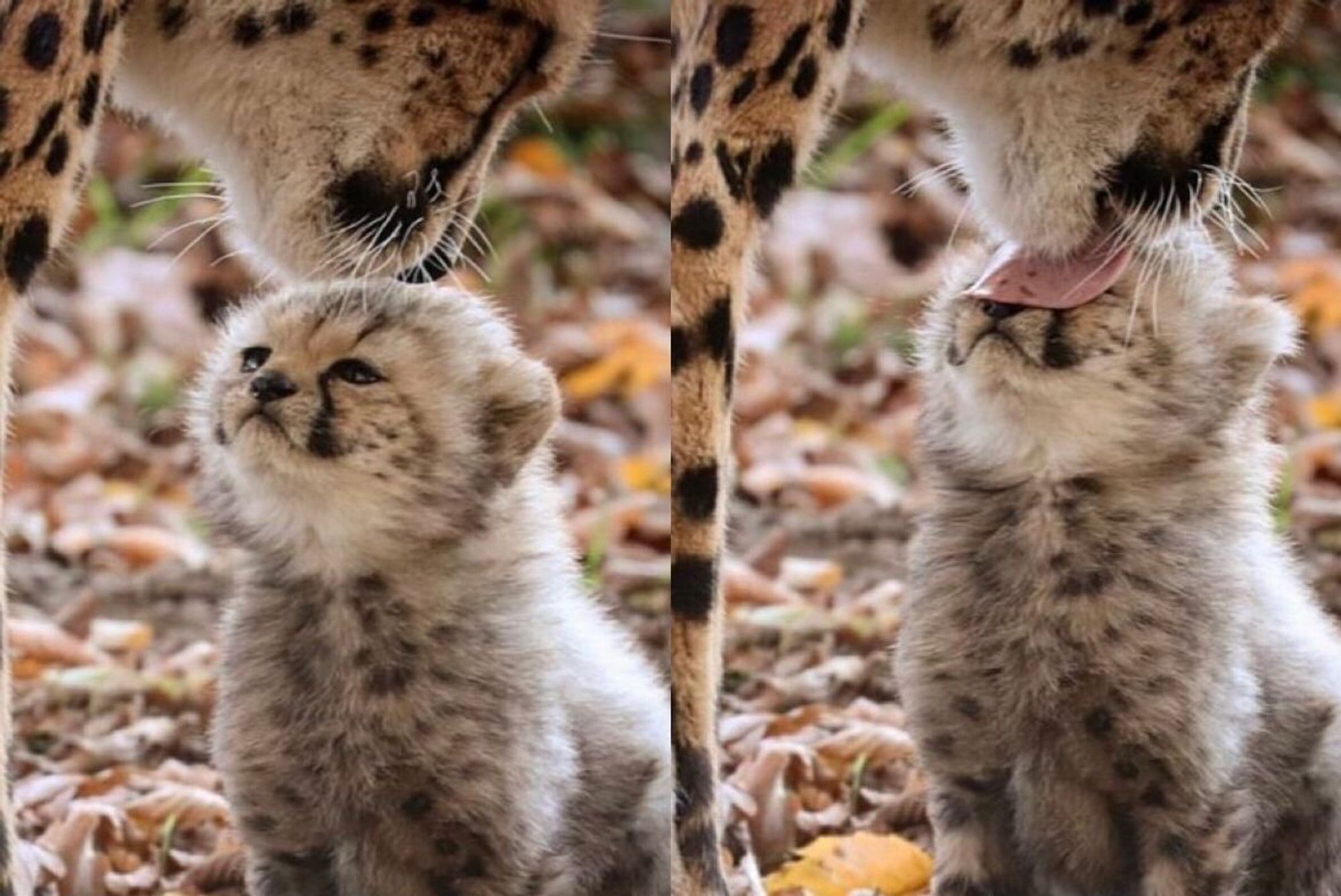 Um guepardo filhotinho muito fofo recebendo uma lambida da mamãe, que bonitinha a mamãe dando beijos nele.