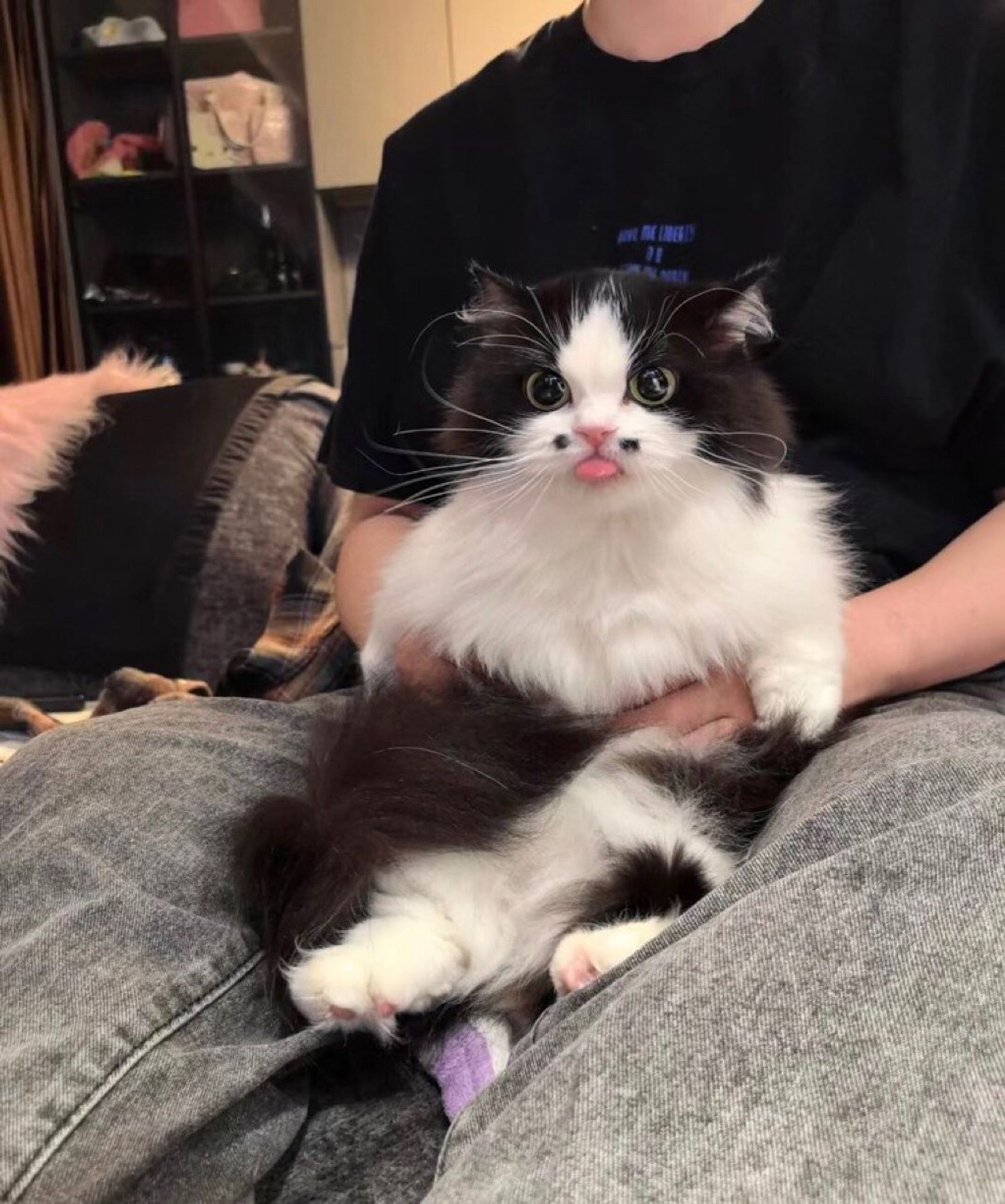 Um lindo gatinho preto e branco todo fofinho no colo do dono mostrando a linguinha para a câmera. Ele tem duas manchas pretas em formato de pontinhos bem abaixo do narizinho rosa.