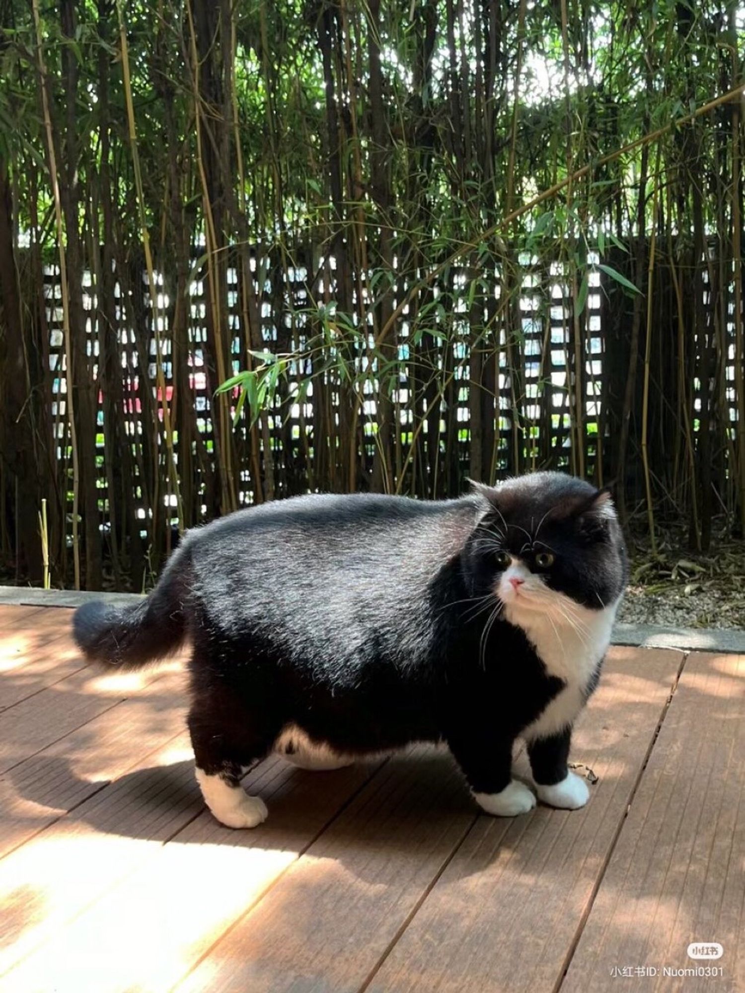 Um gatinho muito gordinho preto e branco todo fofo posando pra foto.