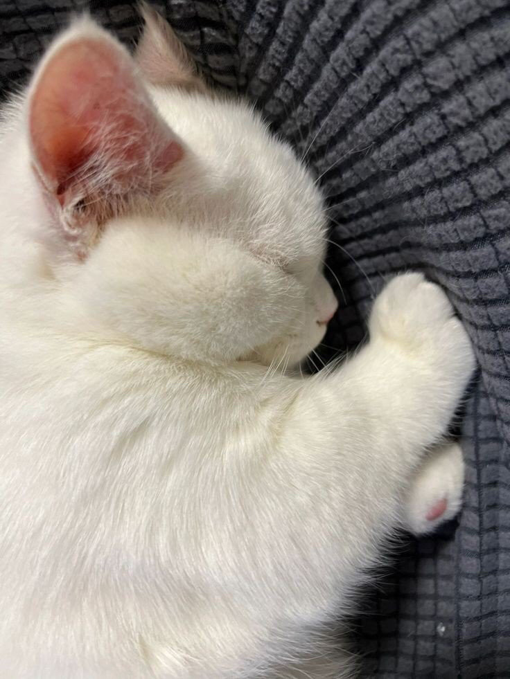 Um gatinho branco todo fofo e bochechudo dormindo plenamente tranquilo.