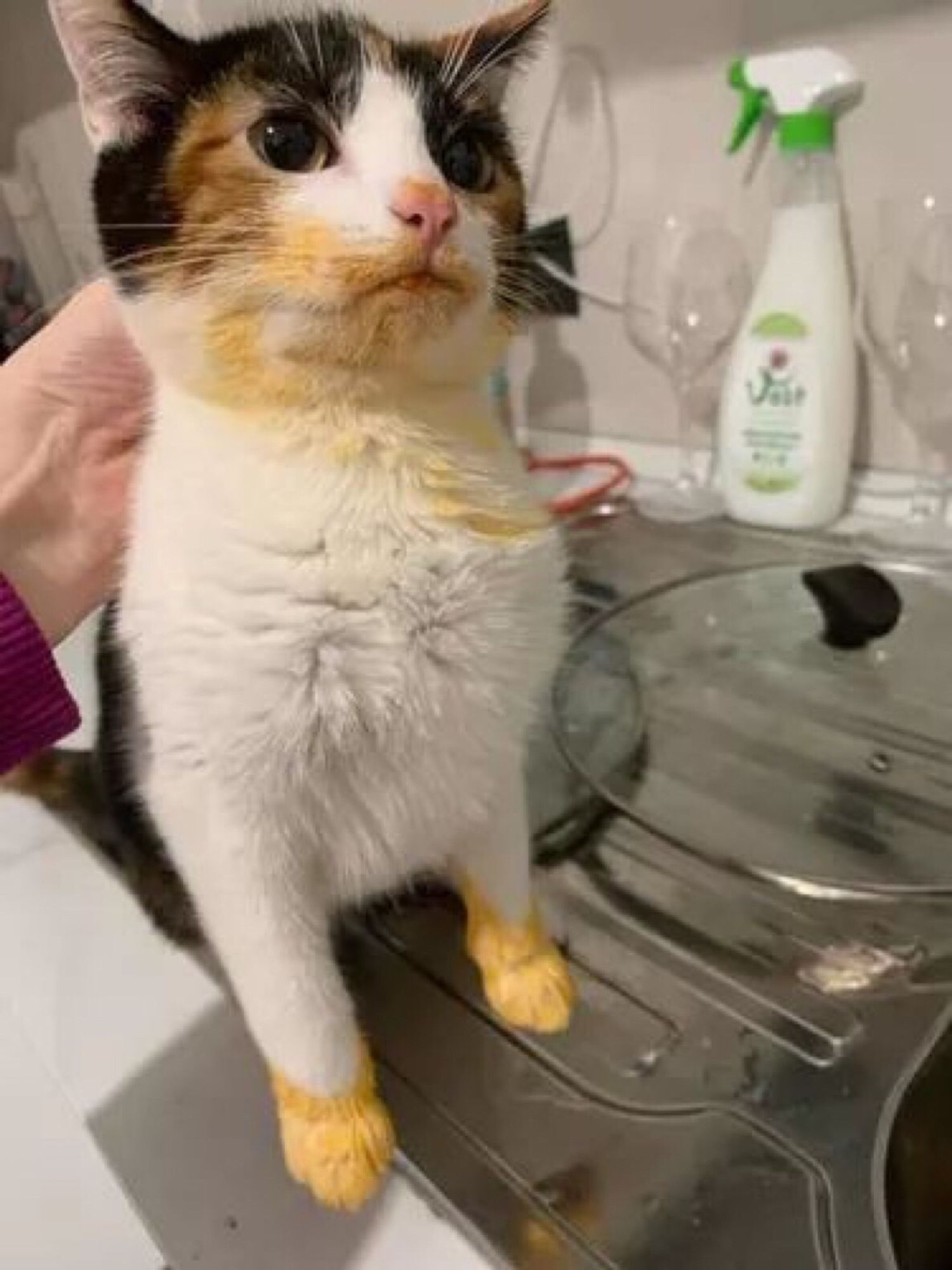 Uma gatinha tricolor toda suja de guisado, com certeza a panela deve ter caído nela tadinha, ela jamais atacaria o guisado assim…