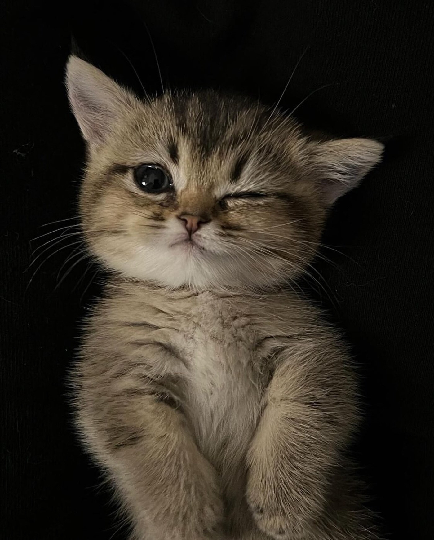 Um gatinho rajado fofinho deitado dando uma piscadinha pra foto.