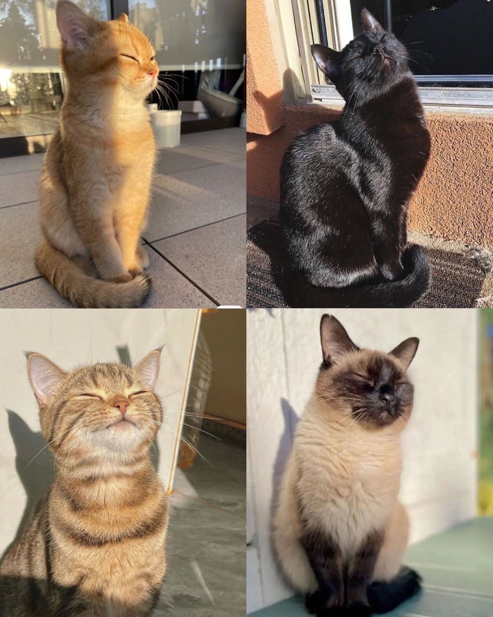 Uma montagem com 4 fotos de gatinhos tomando sol, tem gatinho laranja, preto, rajado e siamês. Todos de olhinhos fechados, sentados tomando um solzinho gostoso.