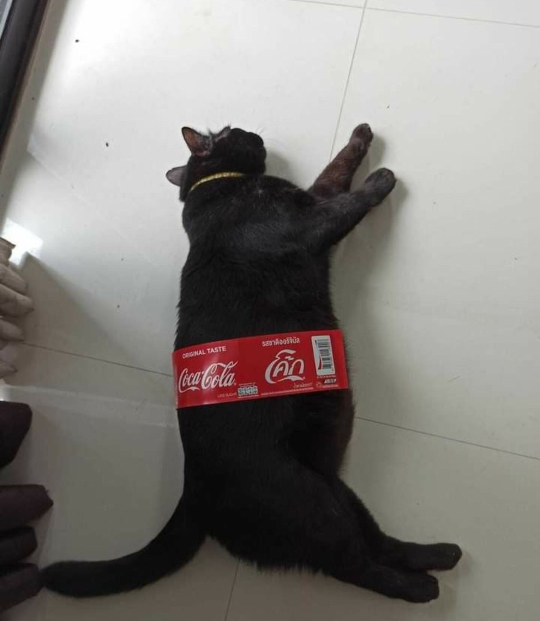 Um gatinho preto bem gordinho usando aquela embalagem vermelha que tem nas garrafas de Coca Cola.